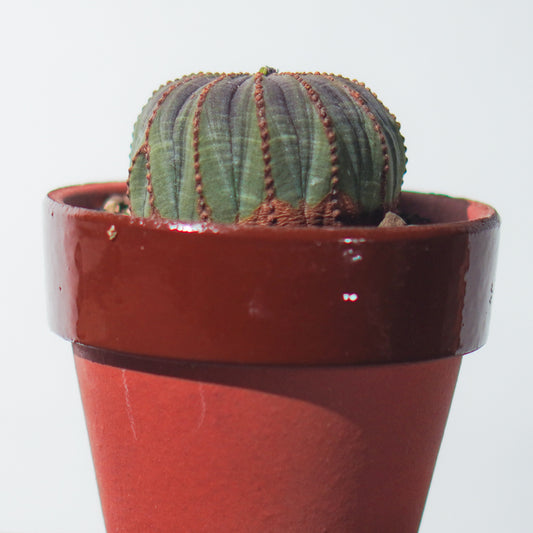 <2024年7月入荷>ユーフォルビア オベサ | Euphorbia obesa | OB04