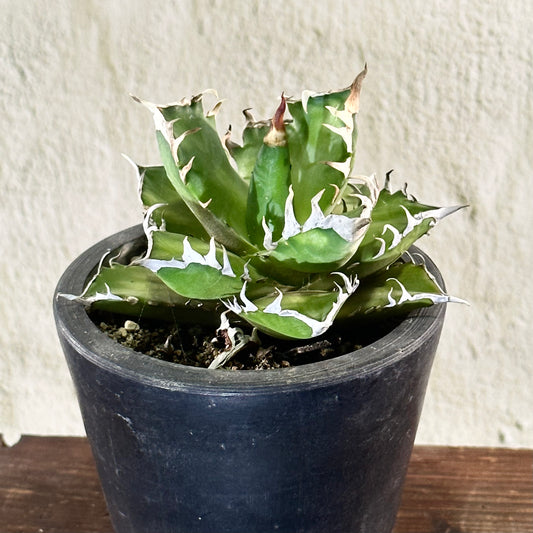 【1点物】アガベ チタノタ