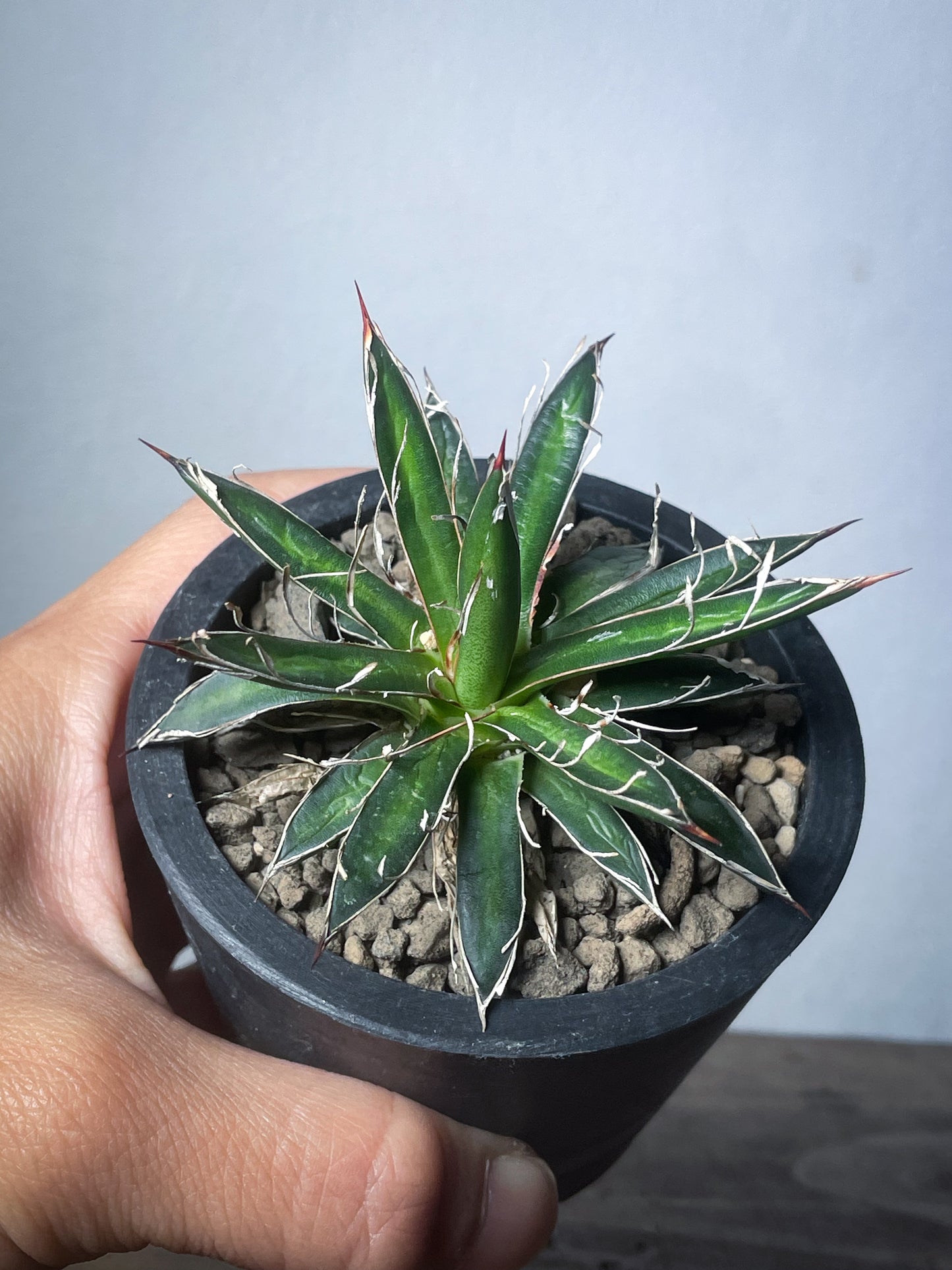 アガベ フィリフェラシジゲラ / Agave filifera ssp. schidigera