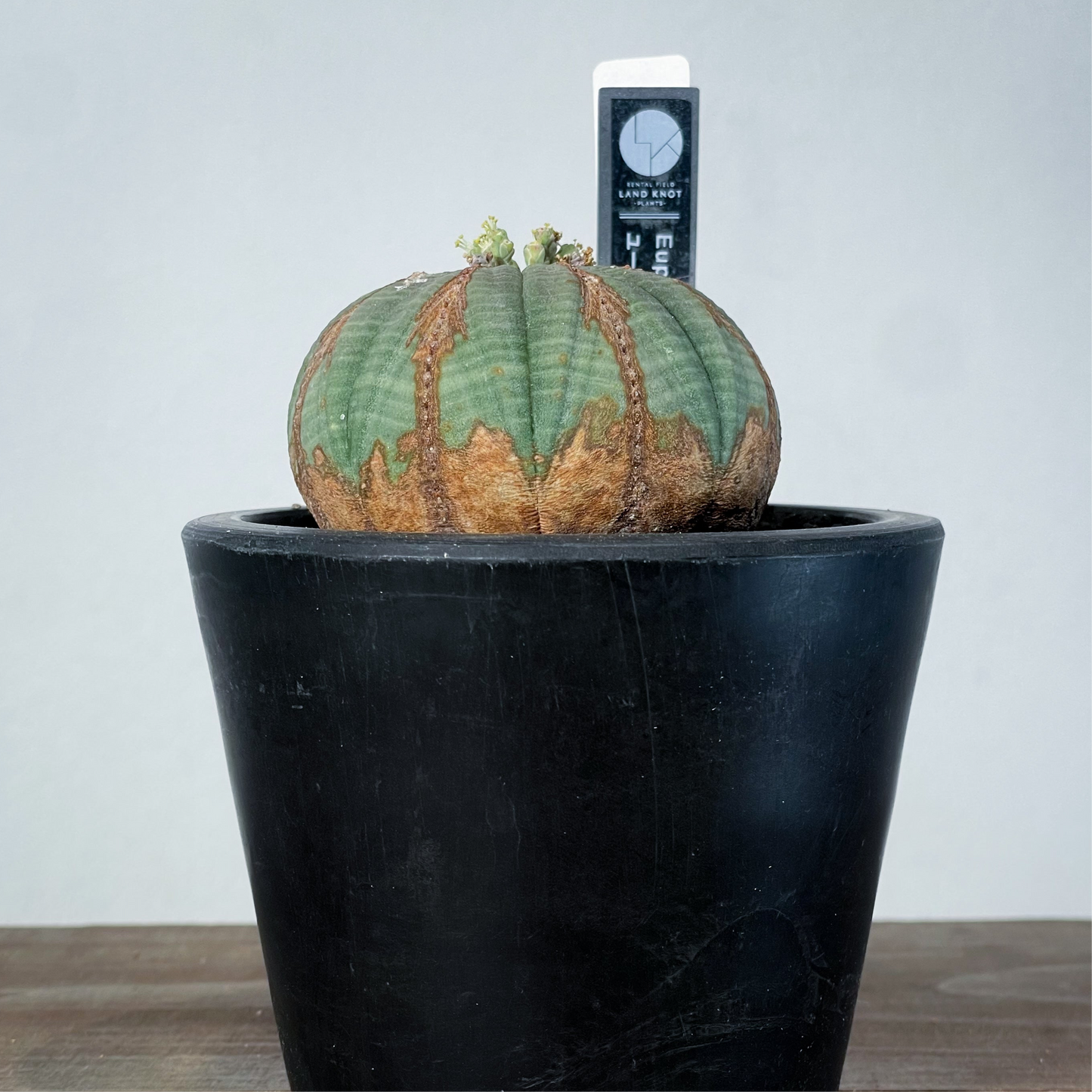 <2024年7月入荷>ユーフォルビア オベサ | Euphorbia obesa | OB02