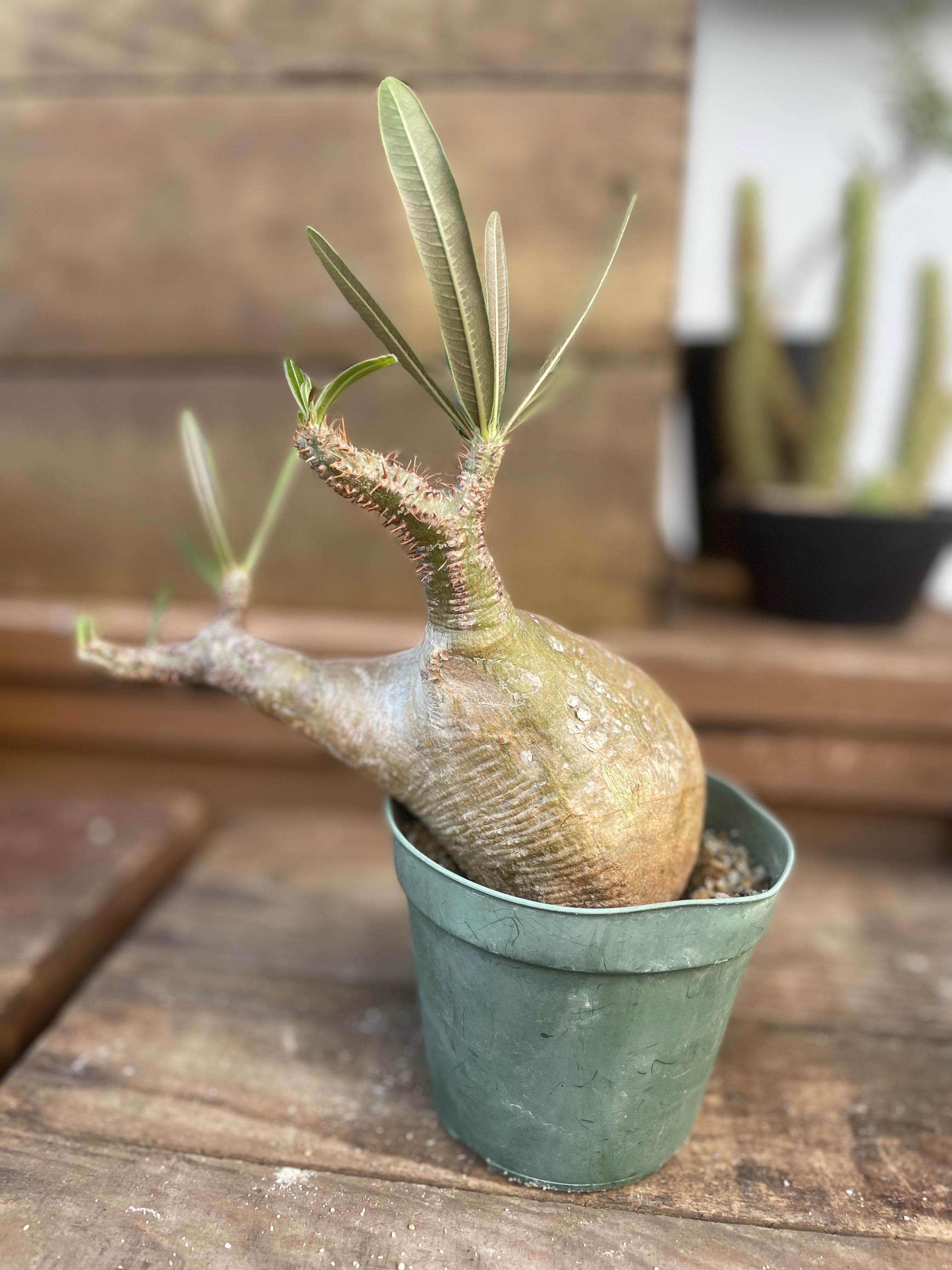 パキポディウムグラキリス Backside works.×BOTANIZE 【公式通販】