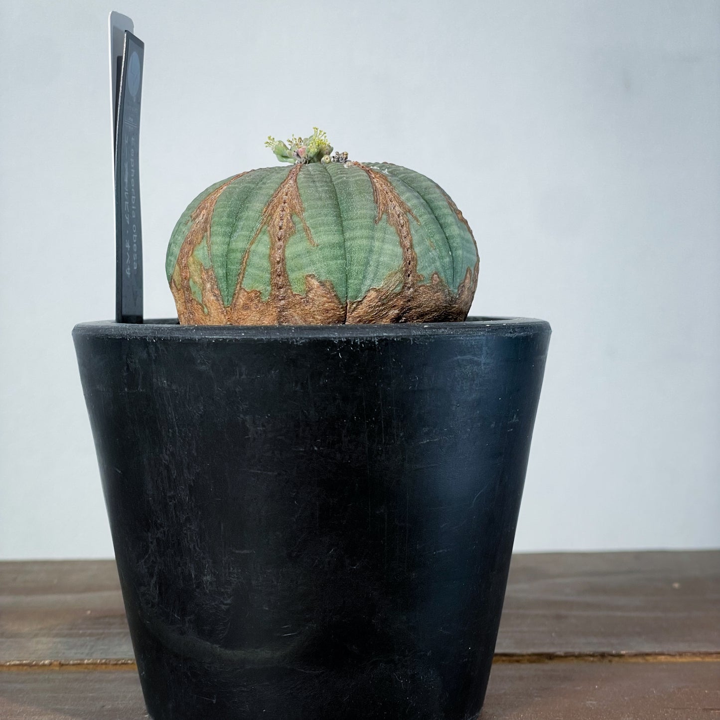 <2024年7月入荷>ユーフォルビア オベサ | Euphorbia obesa | OB02
