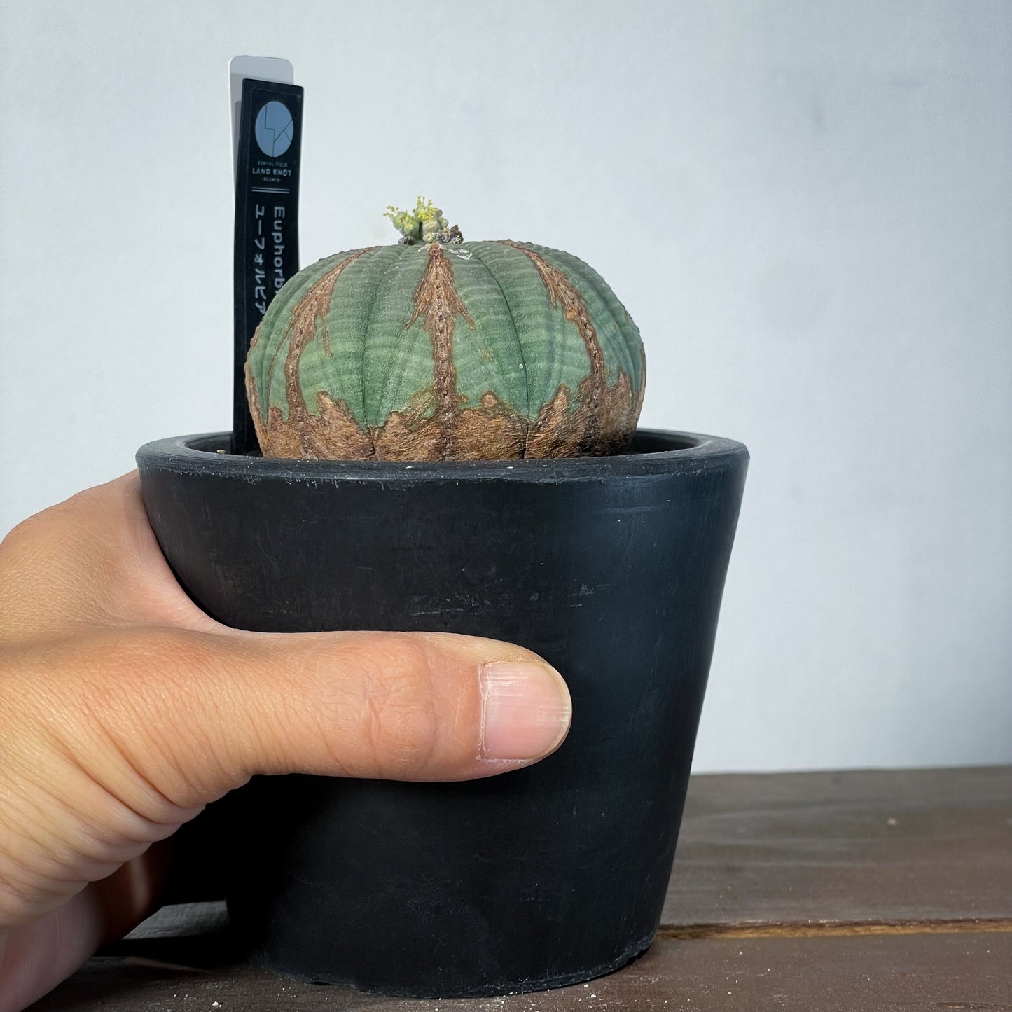 <2024年7月入荷>ユーフォルビア オベサ | Euphorbia obesa | OB02