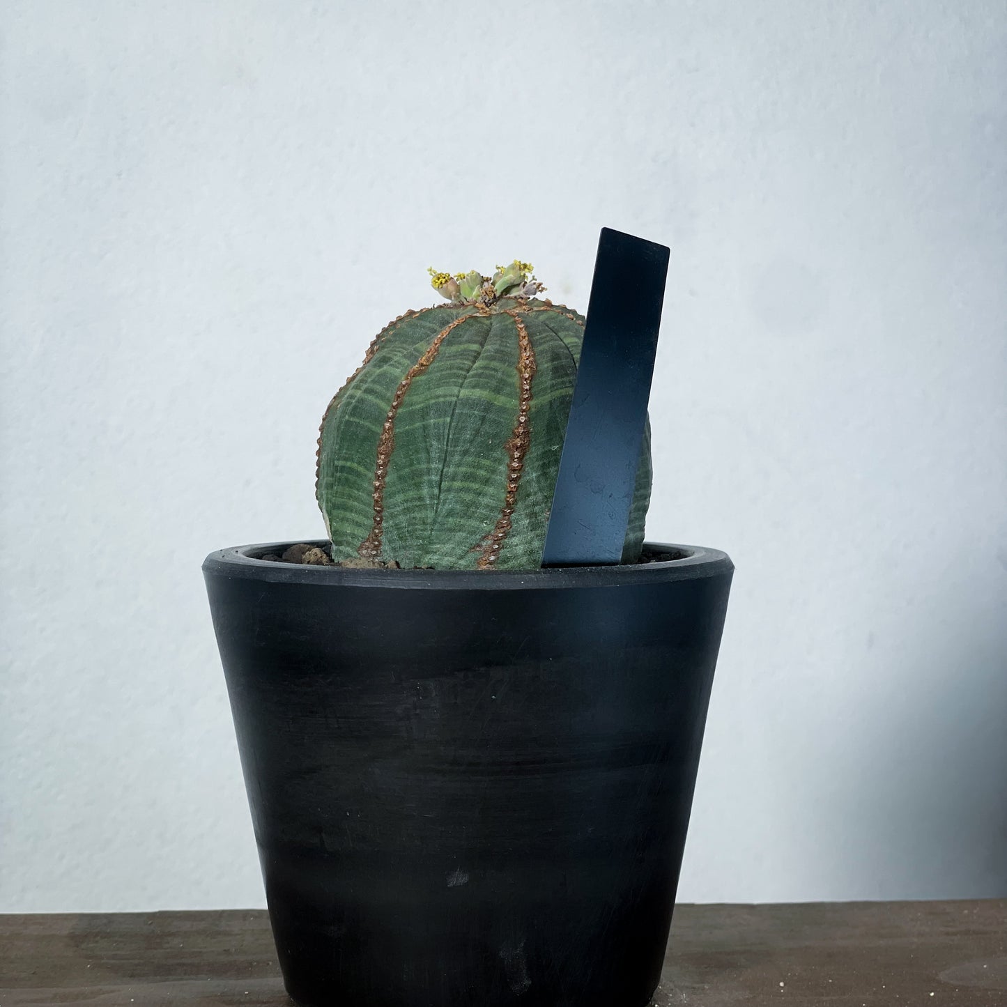 <2024年7月入荷>ユーフォルビア オベサ | Euphorbia obesa | OB03