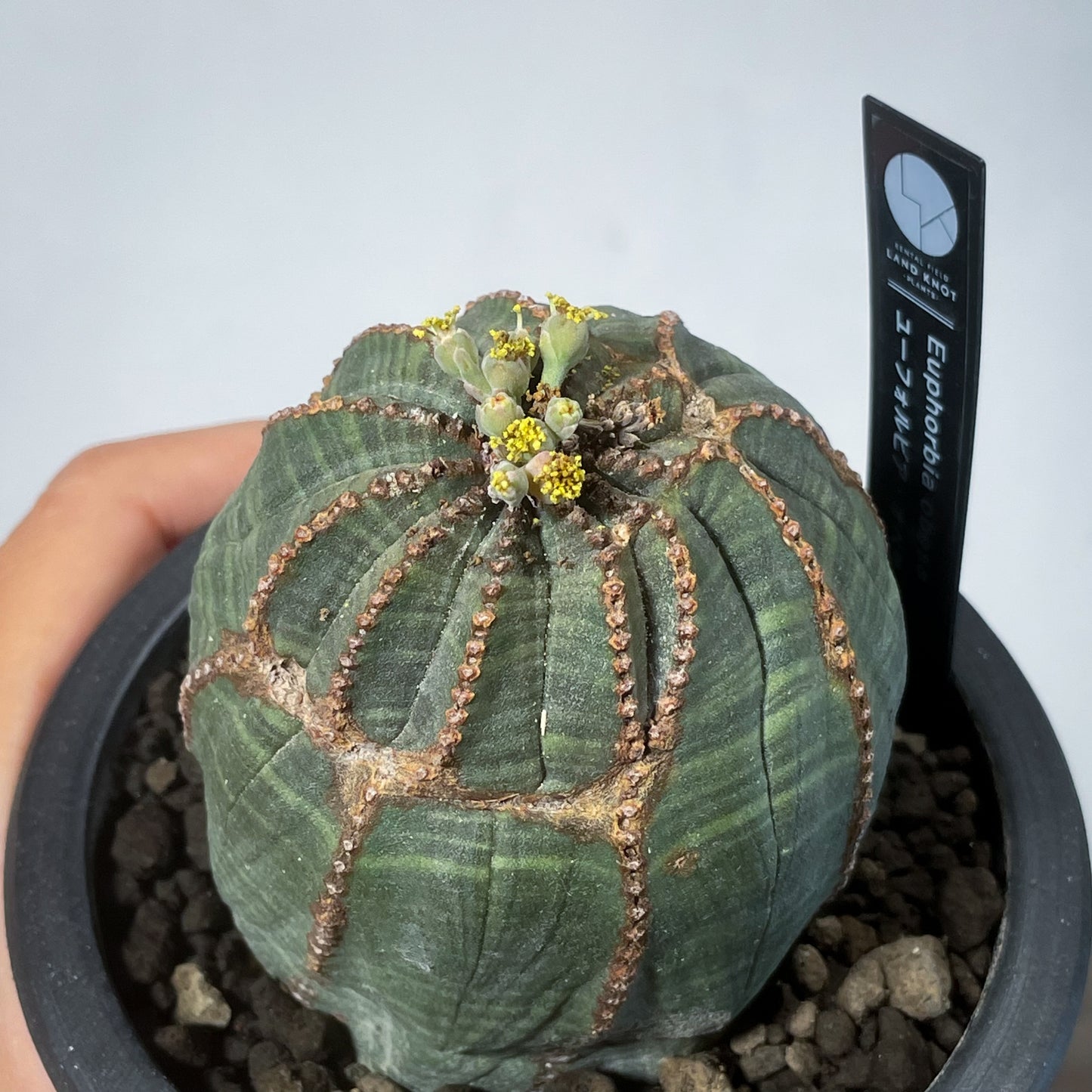 <2024年7月入荷>ユーフォルビア オベサ | Euphorbia obesa | OB03