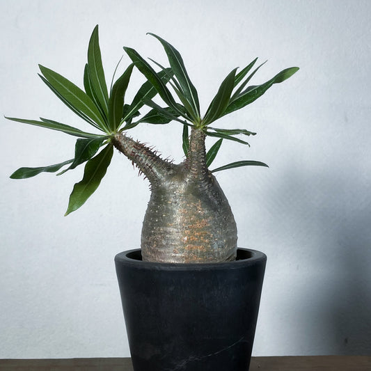 【1点物】パキポディウム グラキリス | P-16 ※キズあり