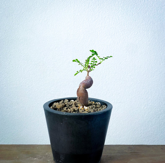 【1点物】オペルクリカリア・パキプス | Operculicarya Pachypus|OP-S-04