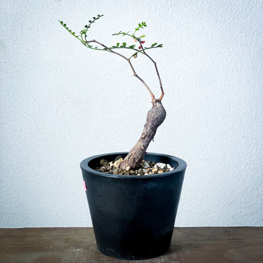 【1点物】オペルクリカリア・パキプス | Operculicarya Pachypus| OP-S-01