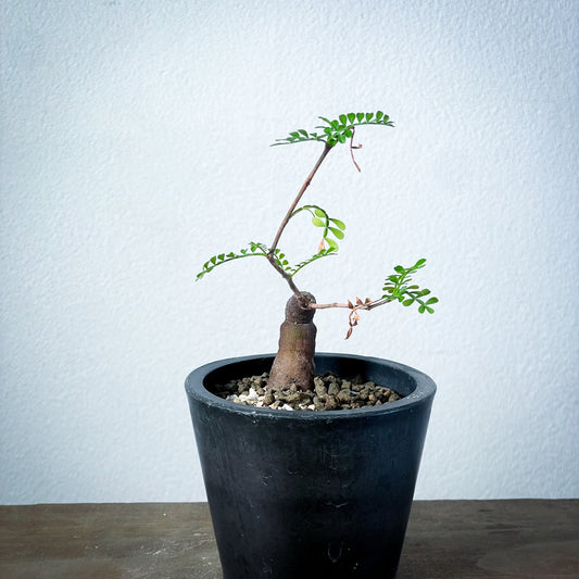 【1点物】オペルクリカリア・パキプス | Operculicarya Pachypus| OP-S-03