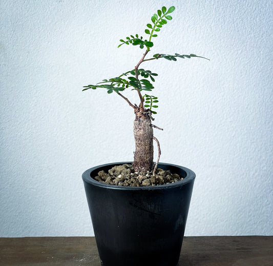 【1点物】オペルクリカリア・パキプス | Operculicarya Pachypus
| OP-S-02