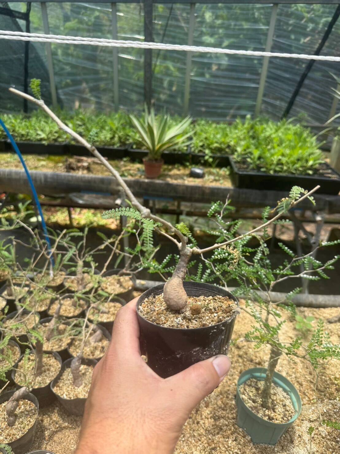 オペルクリカリア 1 ヒファエノイデス 抜き苗 オペルクリカリア ヒファエノイデス （実生株）RF230368