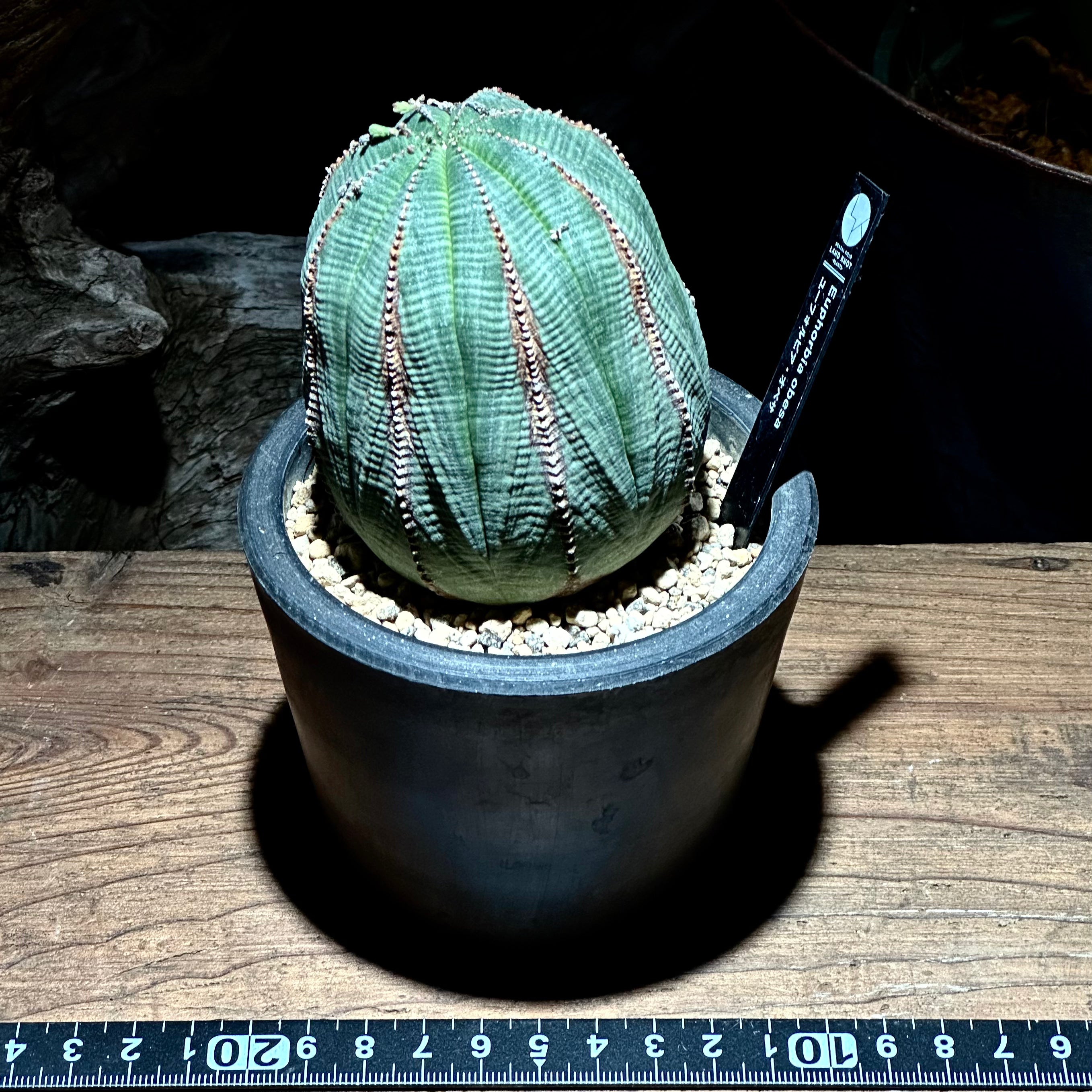 1点物】ユーフォルビア オベサ | Euphorbia obesa | YF04 – LAND KNOT