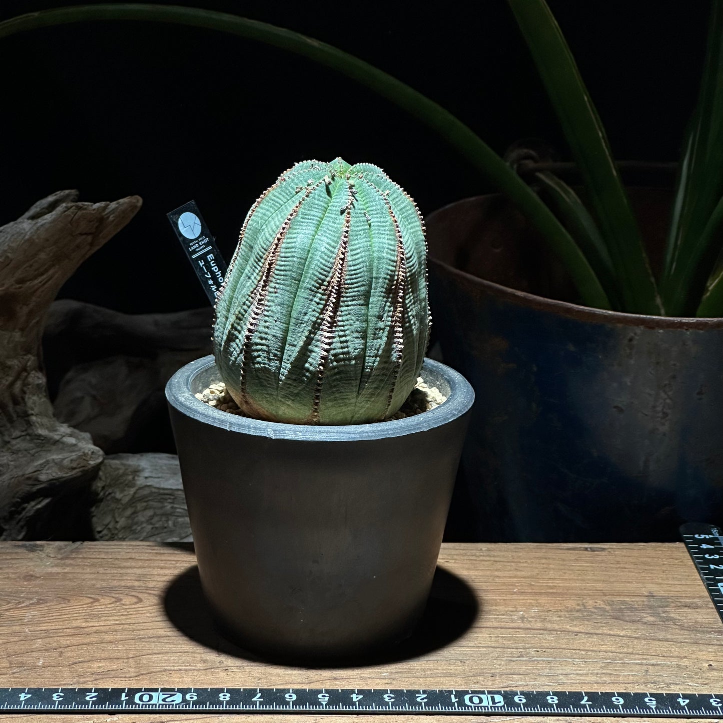 【1点物】ユーフォルビア オベサ | Euphorbia obesa | YF04