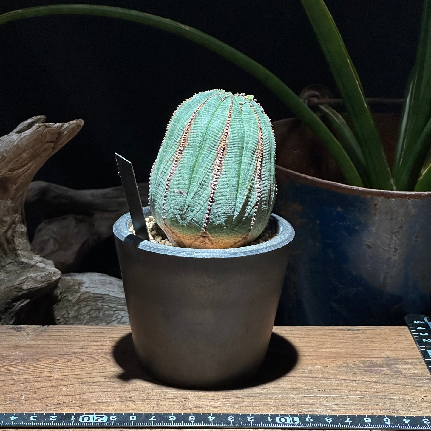 【1点物】ユーフォルビア オベサ | Euphorbia obesa | YF04