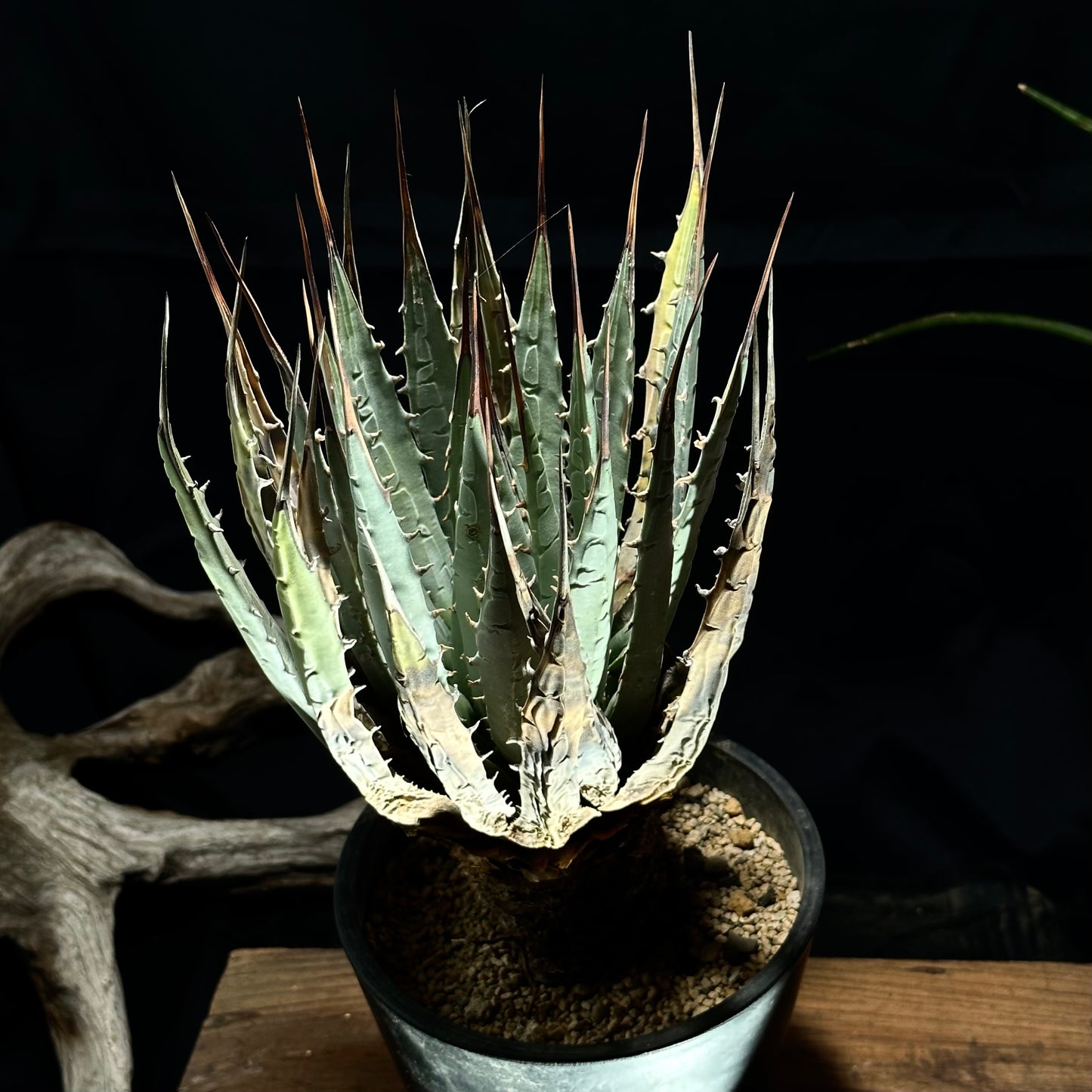 【1点物】アガベ・ユタエンシス・エボリスピナ / Agave utahensis var. eborispina