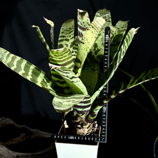 タンクブロメリア トラフアナナス | フリーセア スプレンデンス | TB01