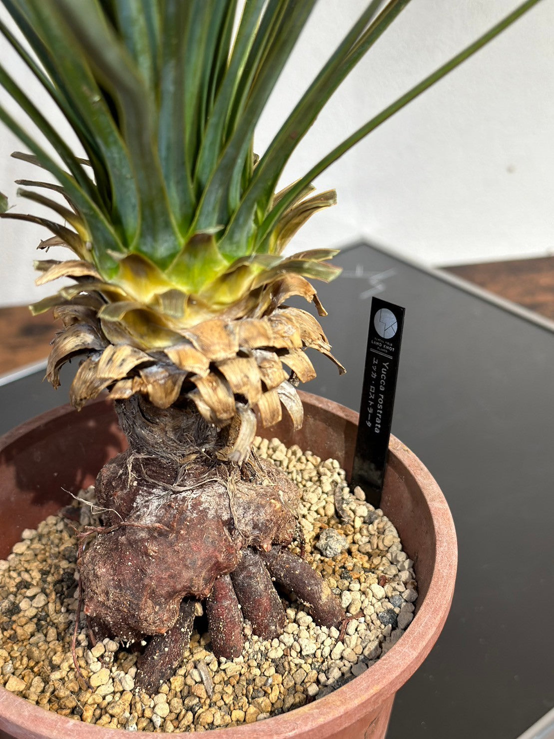 ユッカ ロストラータ(鉢高 50〜70cm) Yucca rostrata #YU01-L