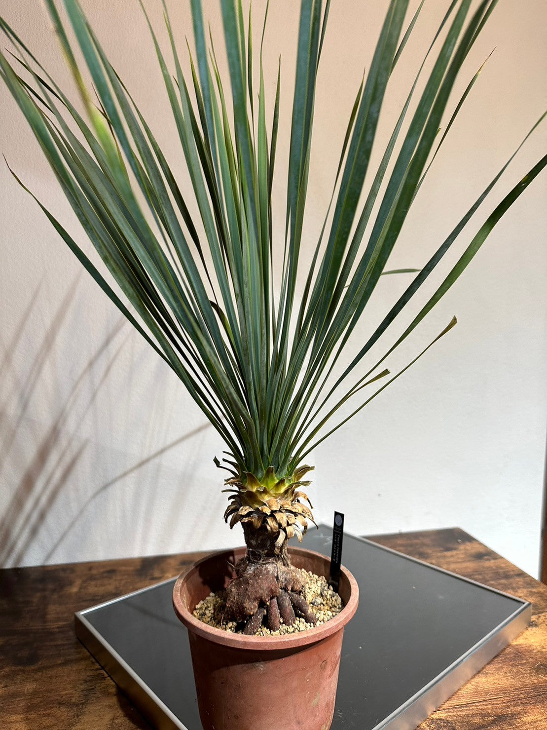 ユッカ ロストラータ(鉢高 70cm) Yucca rostrata #YU01-L – LAND KNOT
