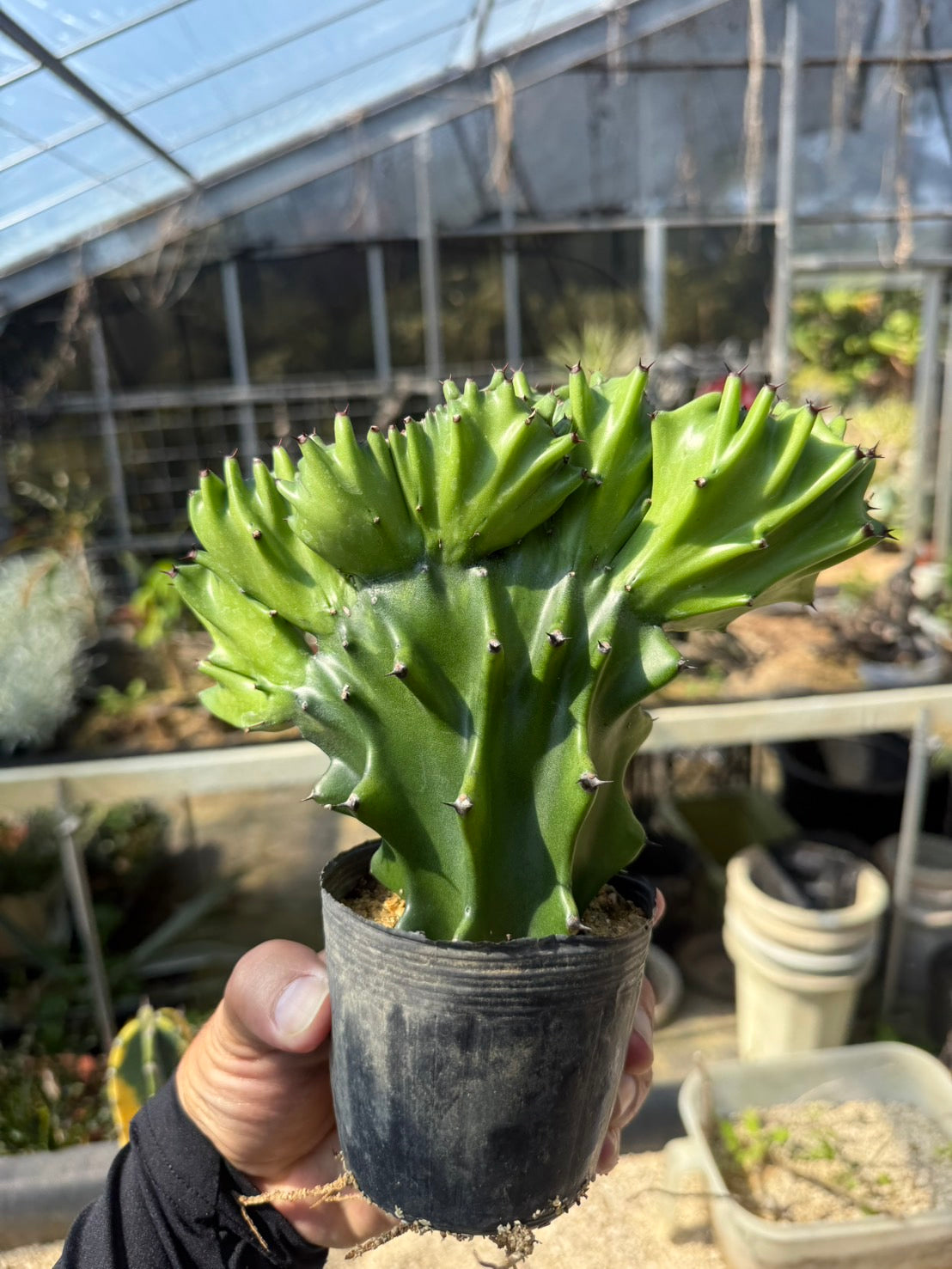 ユーフォルビア ラクテア セッカ