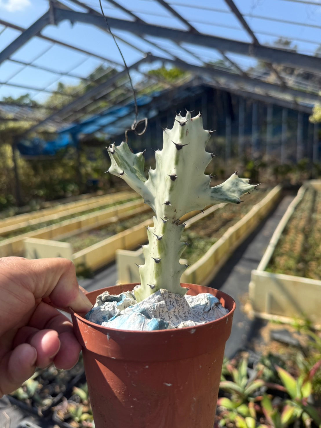 ユーフォルビア ホワイトゴースト（Sサイズ） – LAND KNOT PLANTS