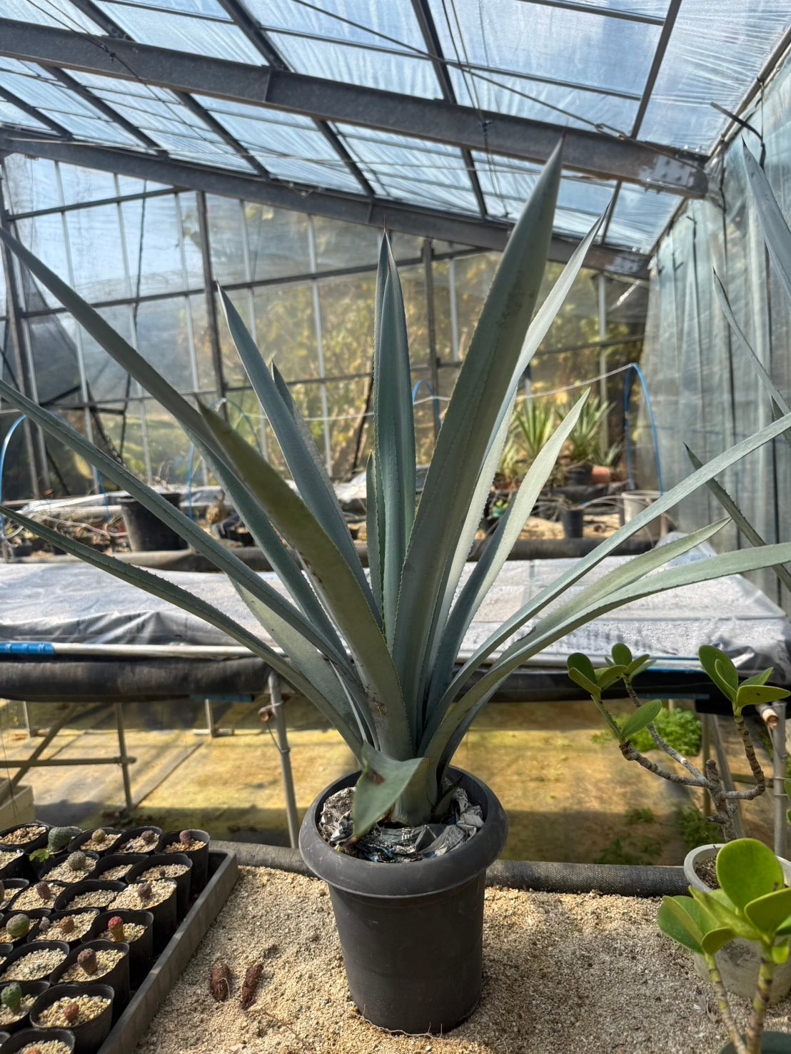 アガベ　テキラーナ　ブルーアガベ アガベ アスール テキラーナ（ブルーアガベ） – LAND KNOT PLANTS