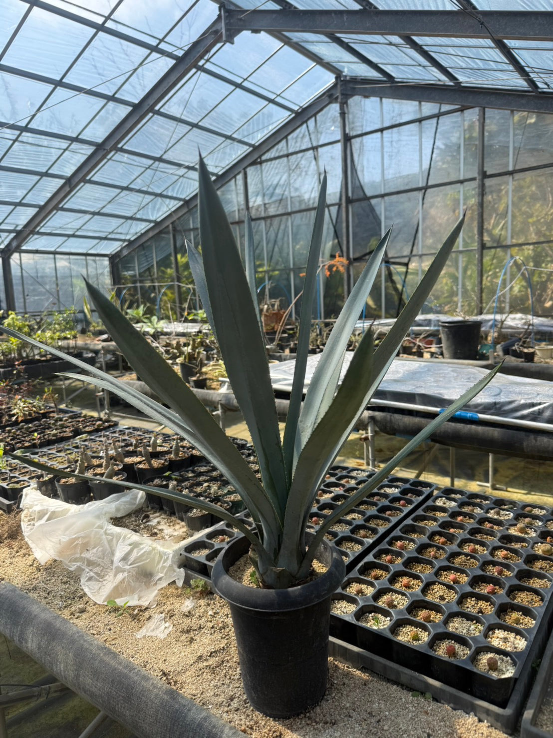 アガベ アスール テキラーナ(ブルーアガベ)