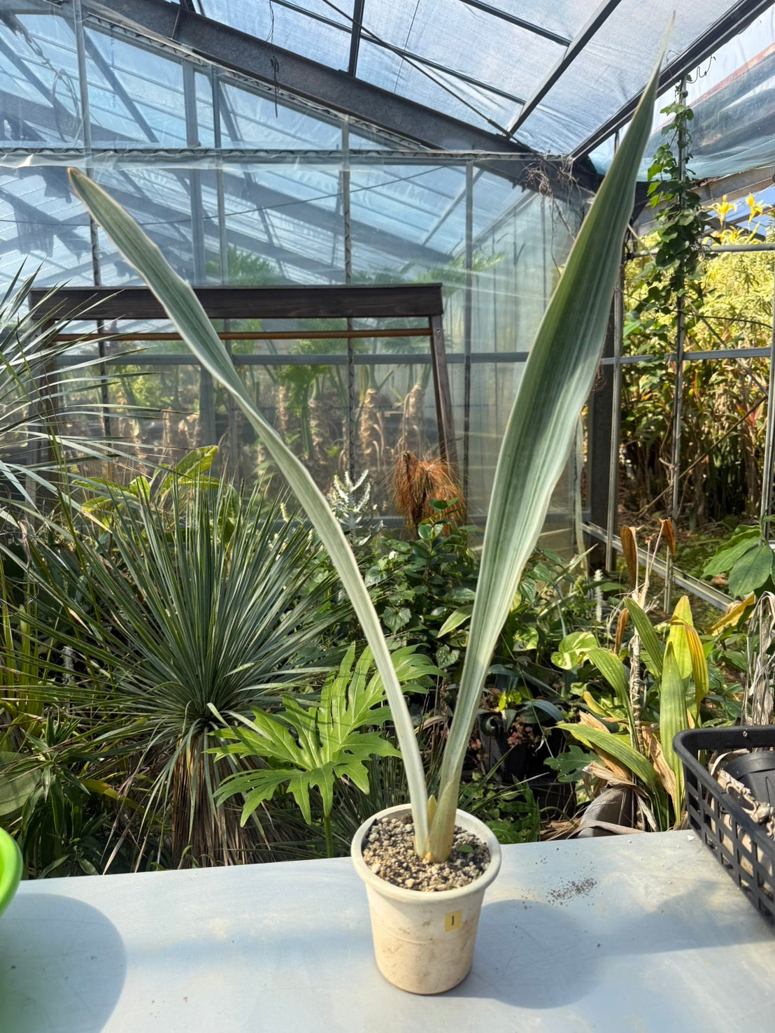 サンスベリ　マーシャンダ ホワイト サンスベリア ホワイト – LAND KNOT PLANTS