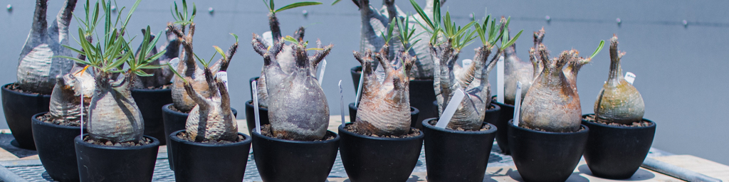 アガベ リトルシャーク – LAND KNOT PLANTS アガベ リトルシャーク – LAND KNOT PLANTS