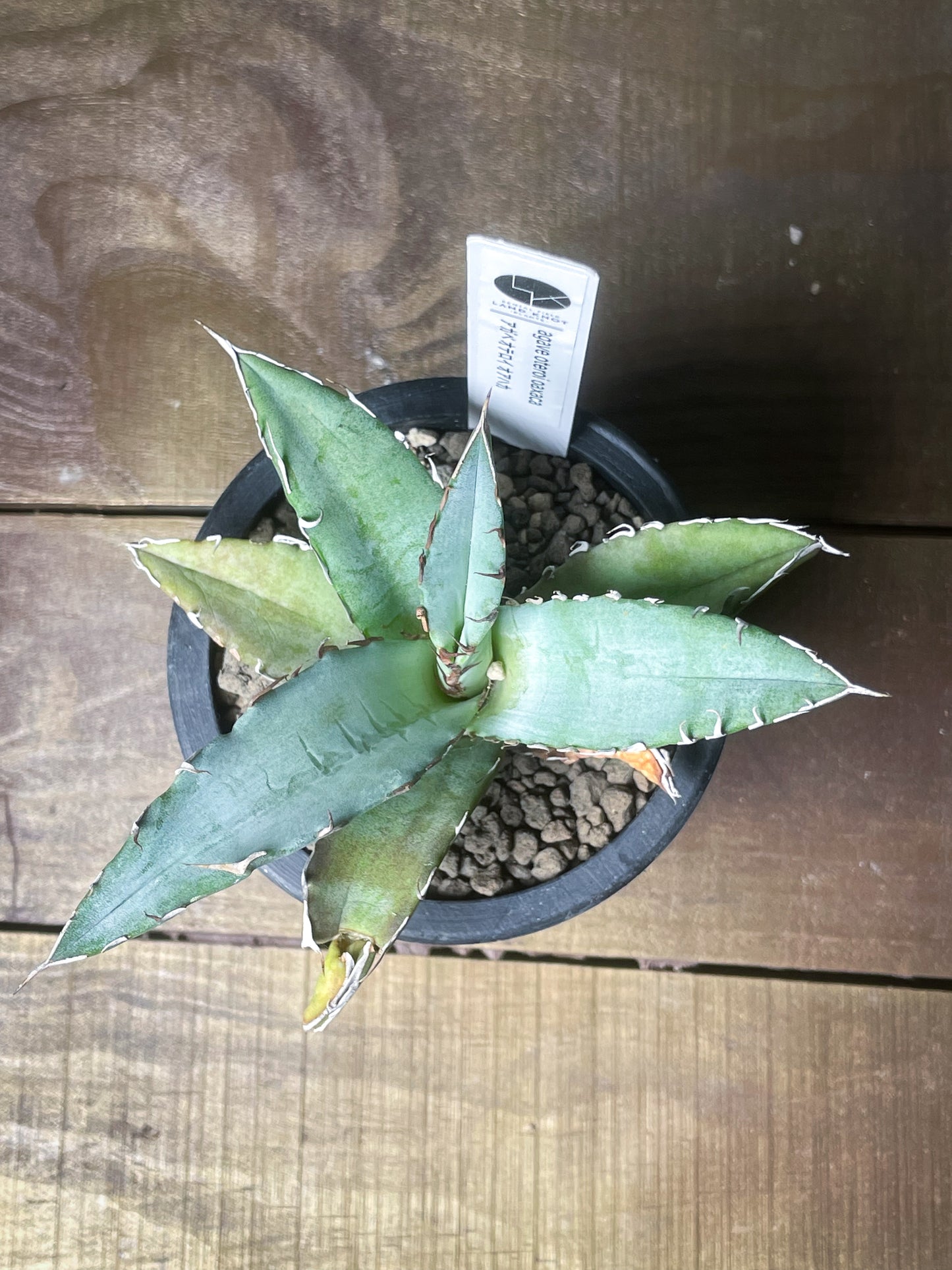 アガベ オアハカ オテロイ/Agave Oaxaca oteroi – LAND KNOT PLANTS