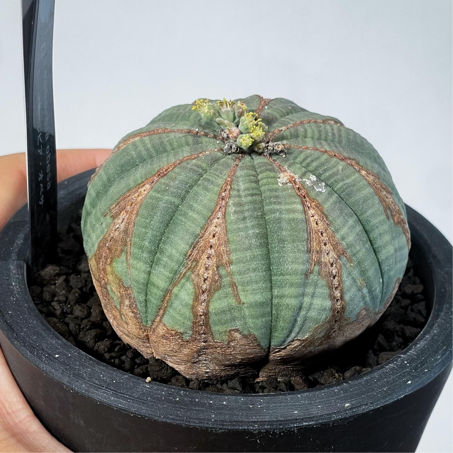 <2024年7月入荷>ユーフォルビア オベサ  | Euphorbia obesa | OB02