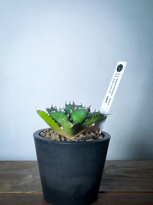 アガベ チタノタ 姫厳竜 / Agave titanota ‘Dwarf’