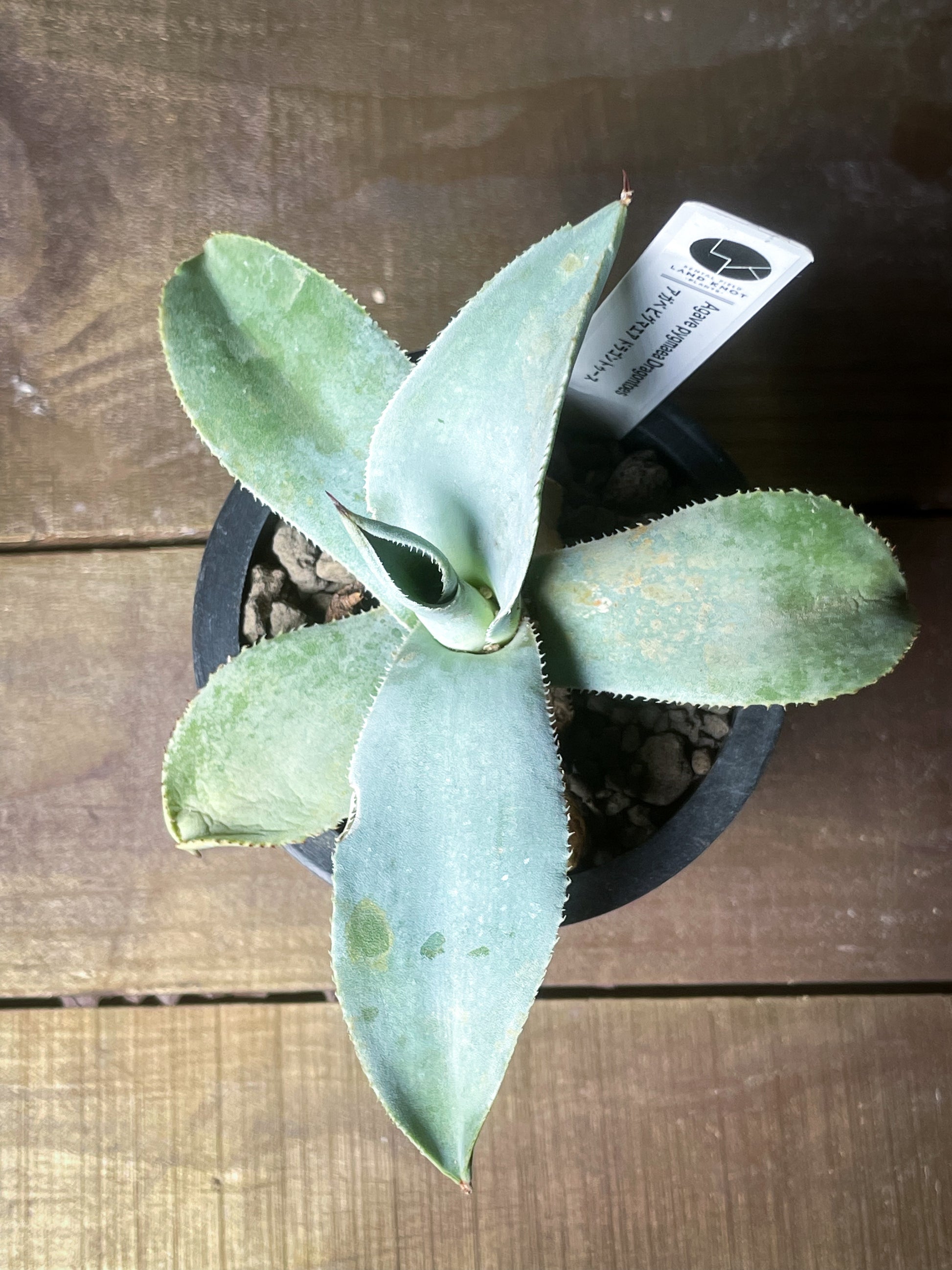 アガベ ピグマエア ドラゴントゥース/Agave pygmaea Dragontoes – LAND KNOT PLANTS