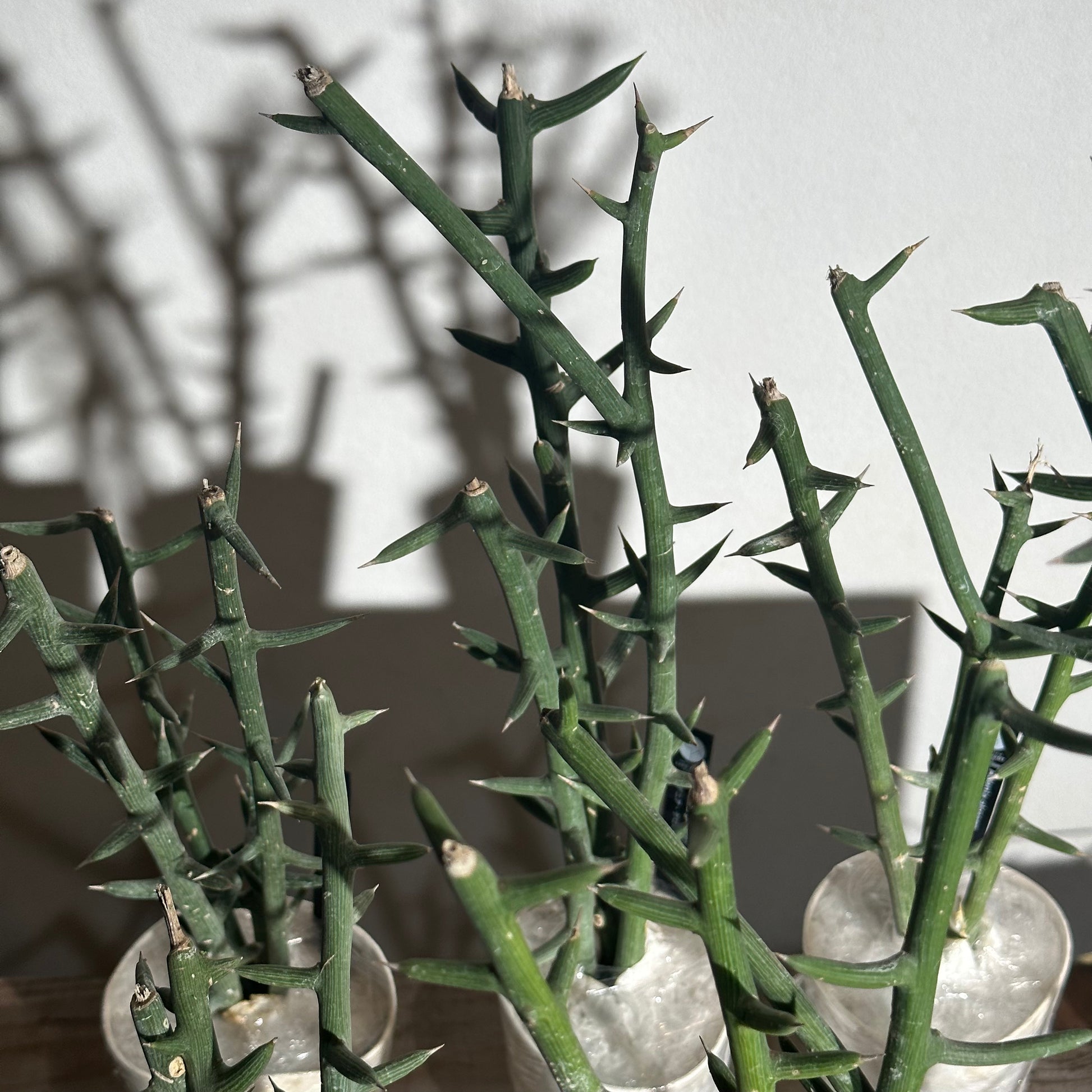 10ポット/約30本セット】アデニア グロボーサ 枝挿し – LAND KNOT PLANTS 10ポット/約30本セット】アデニア グロボーサ 枝挿し – LAND KNOT PLANTS