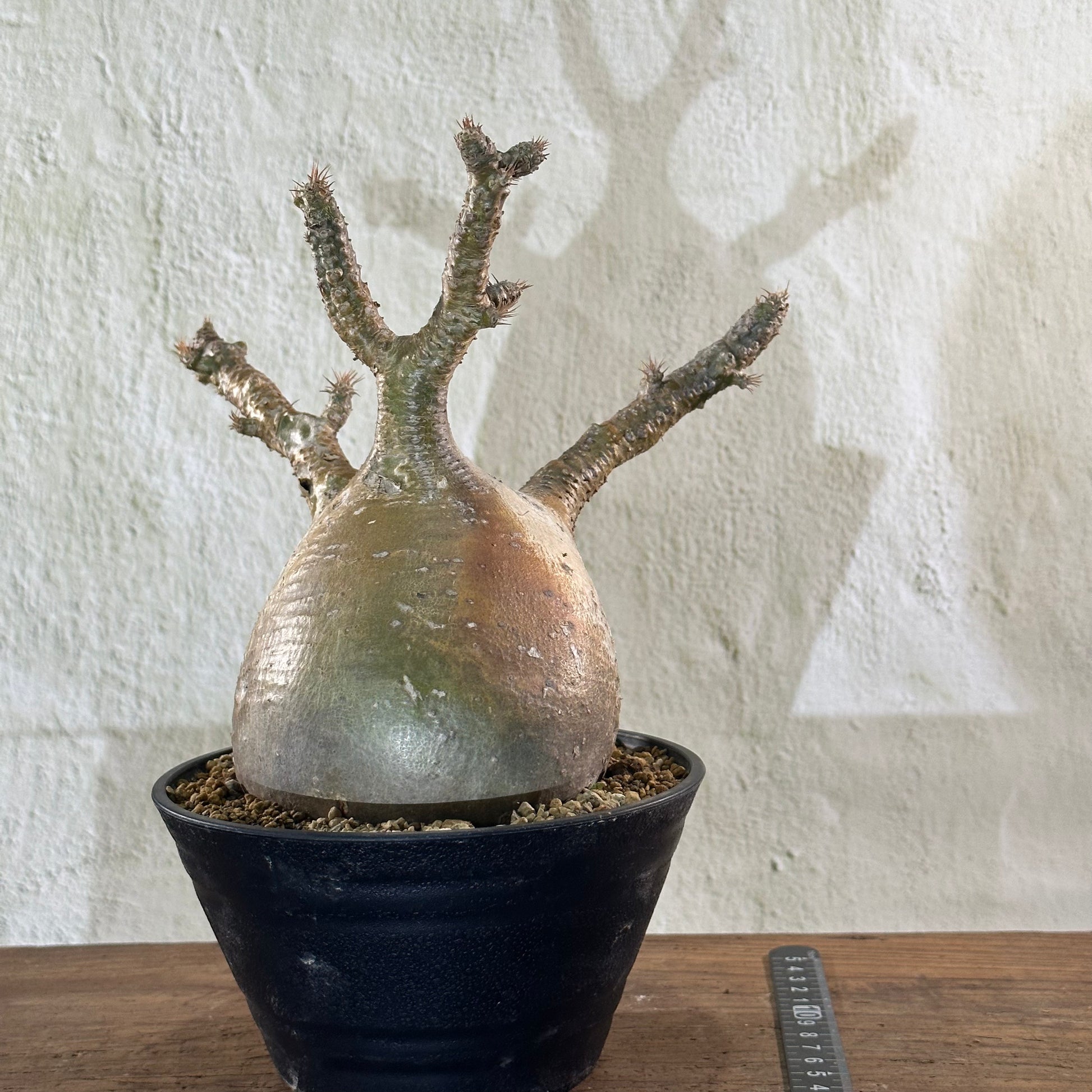 オープンセール】パキポディウム グラキリス | P-01 – LAND KNOT オープンセール】パキポディウム グラキリス | P-01 – LAND KNOT