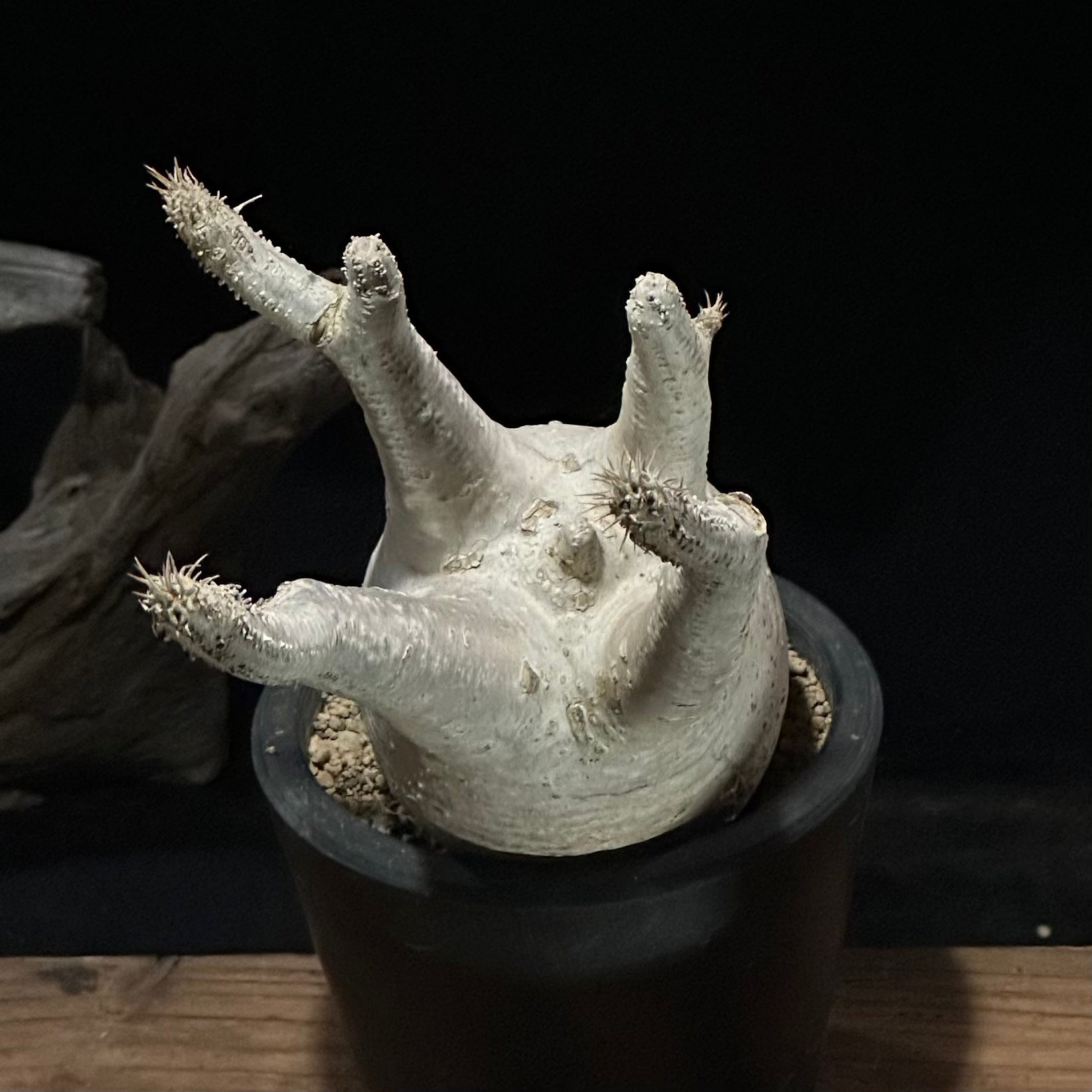 1点物】パキポディウム グラキリス | P-02 – LAND KNOT PLANTS 1点物】パキポディウム グラキリス | P-02 – LAND KNOT PLANTS