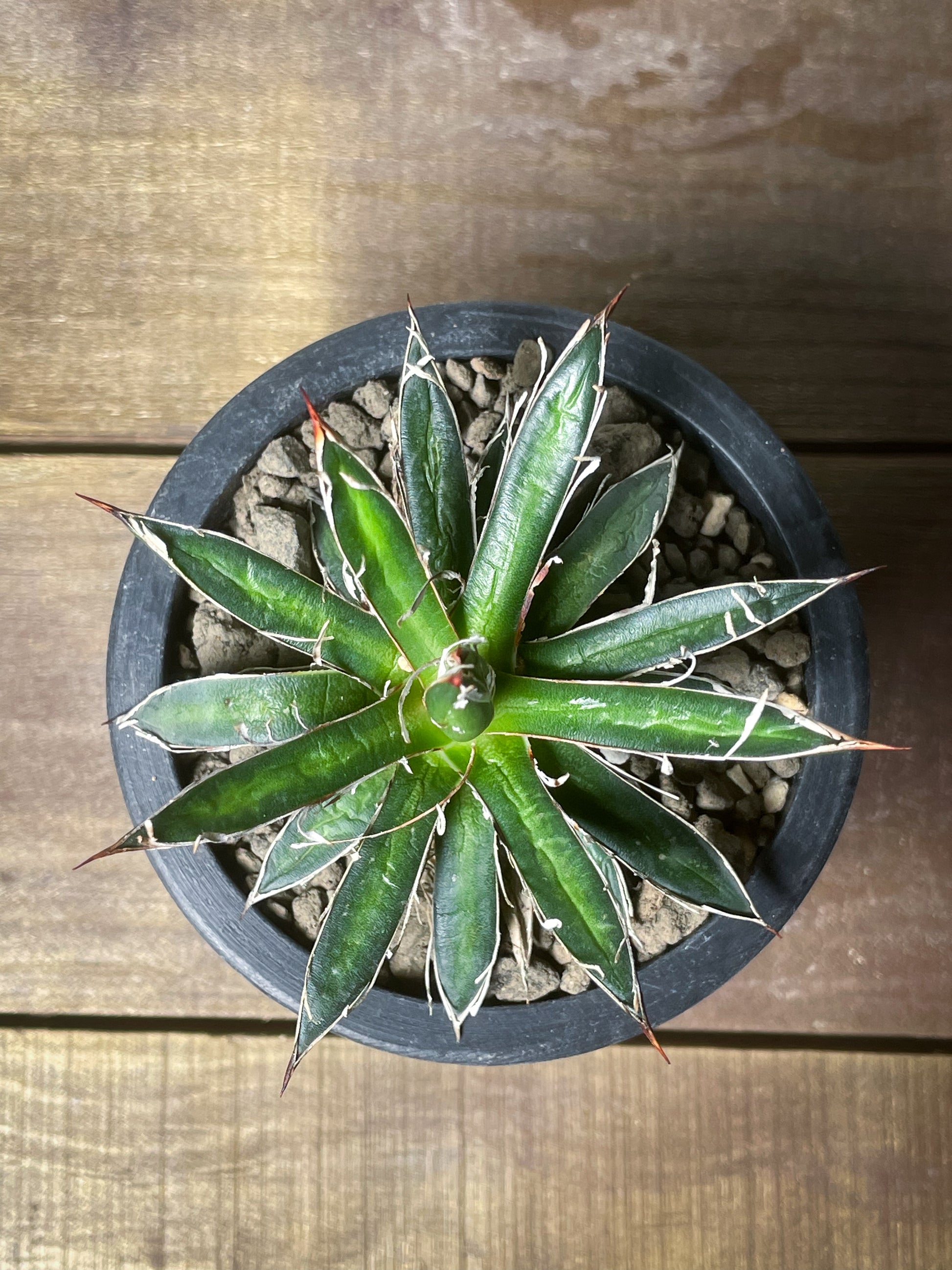 アガベ フィリフェラシジゲラ / Agave filifera ssp. schidigera – LAND KNOT PLANTS