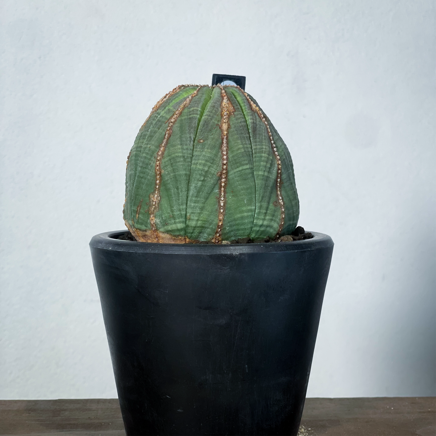 <2024年7月入荷>ユーフォルビア オベサ | Euphorbia obesa | OB08