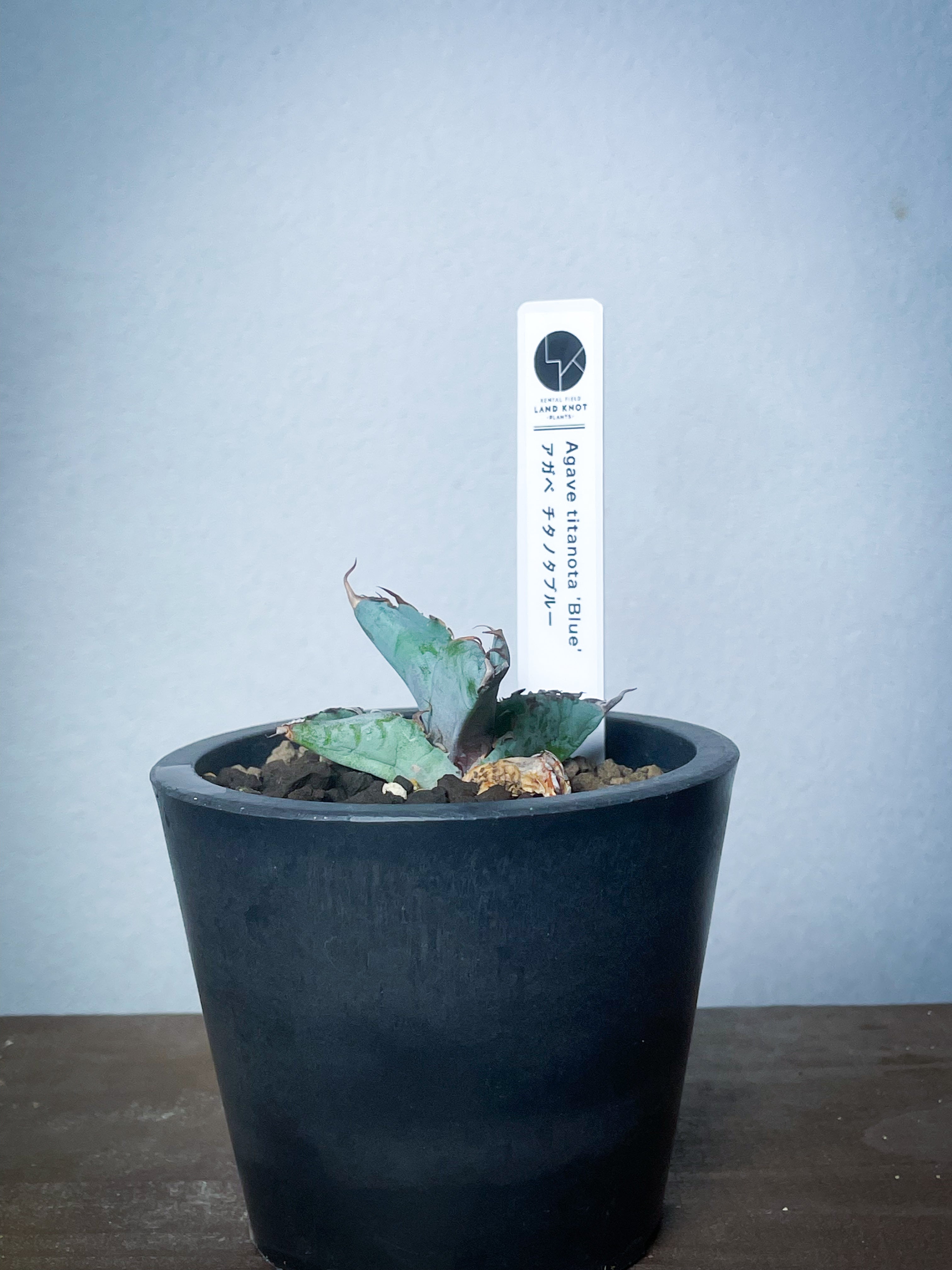 アガベ チタノタブルー /Agave titanota 'Blue' – LAND KNOT PLANTS