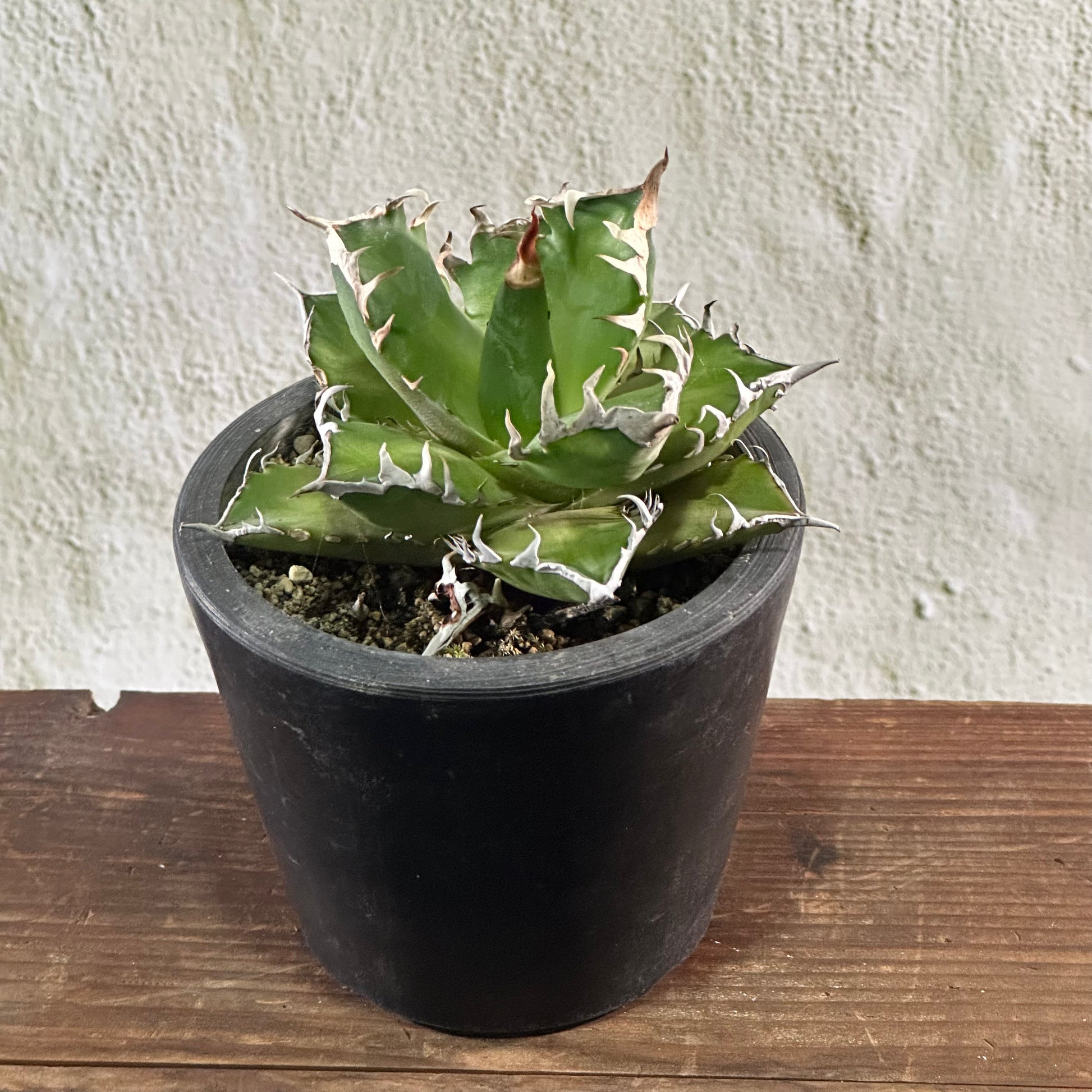 一点物】アガベ チタノタ – LAND KNOT PLANTS 一点物】アガベ チタノタ – LAND KNOT PLANTS