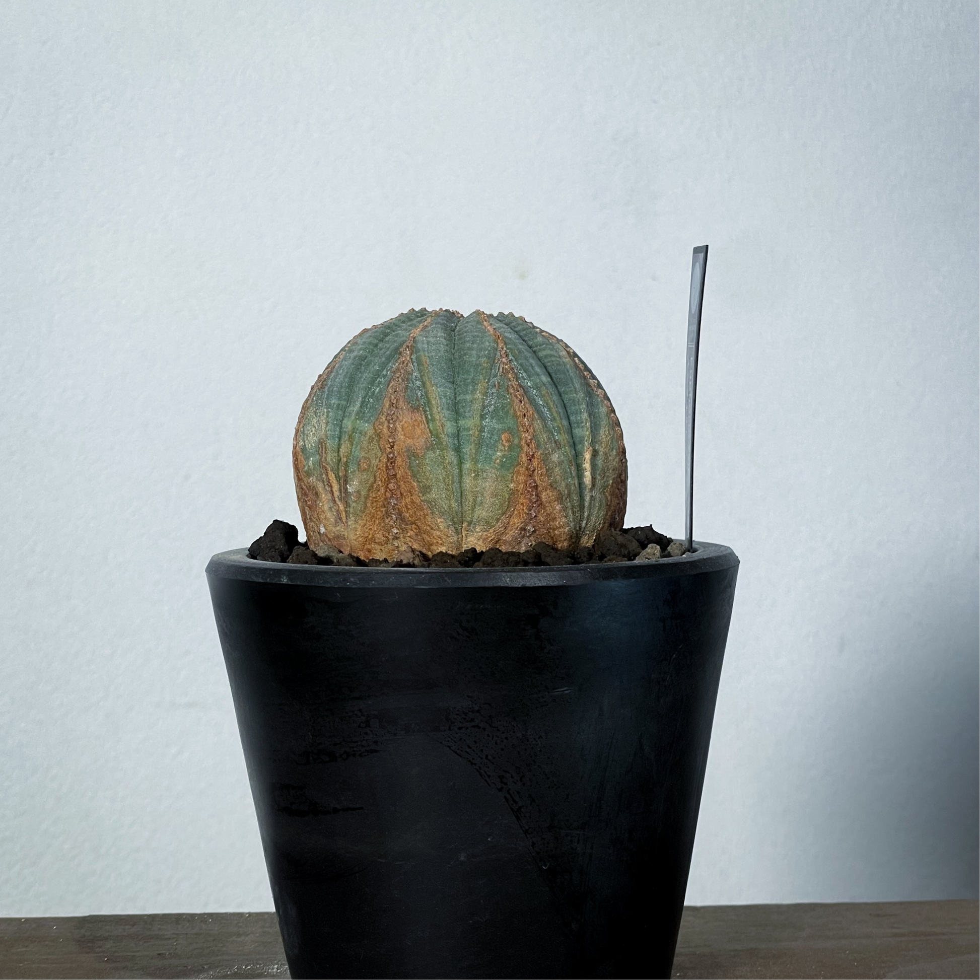 2024年7月入荷>ユーフォルビア オベサ | Euphorbia obesa | OB05 2024年7月入荷>ユーフォルビア オベサ | Euphorbia obesa | OB05