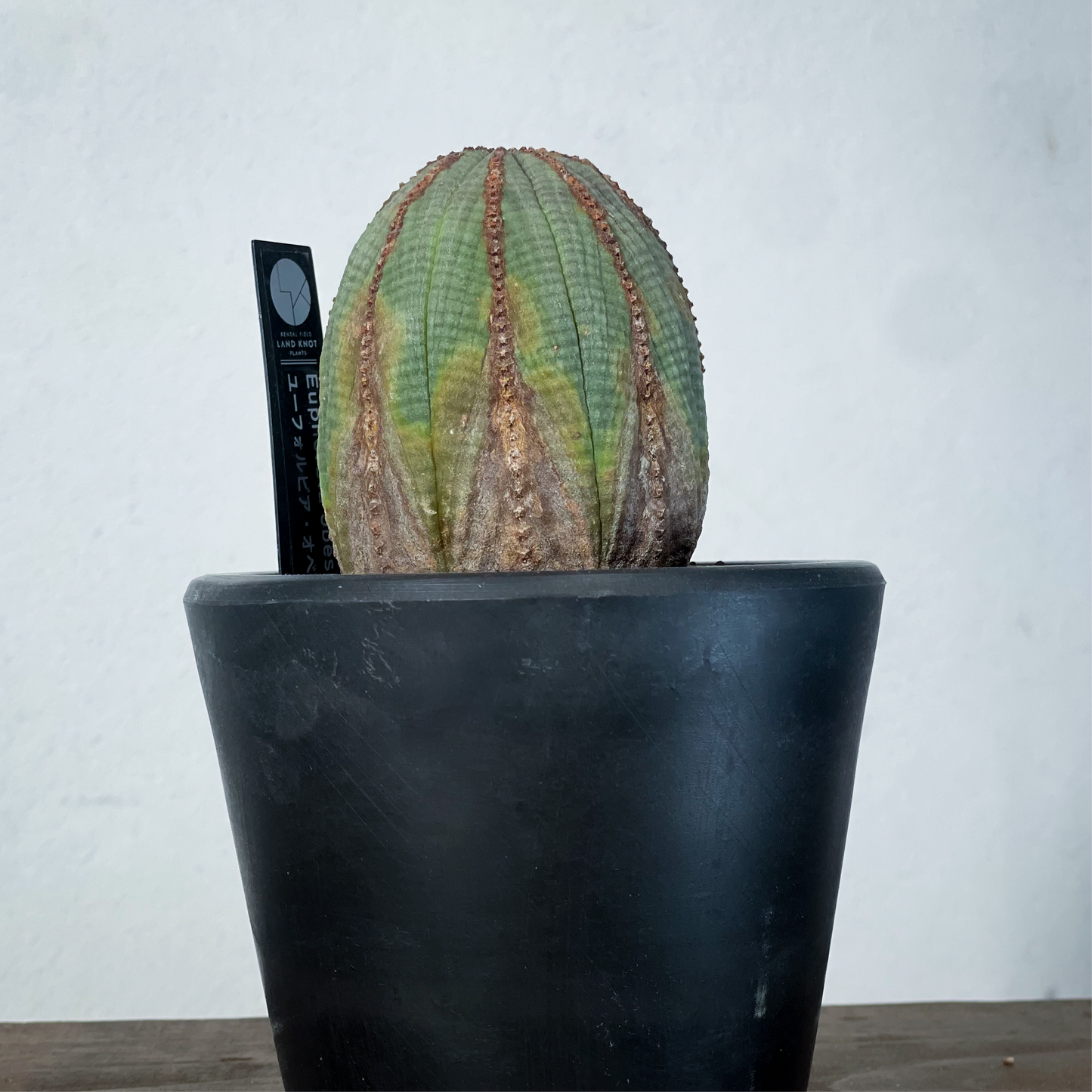 <2024年7月入荷>ユーフォルビア オベサ | Euphorbia obesa | OB06