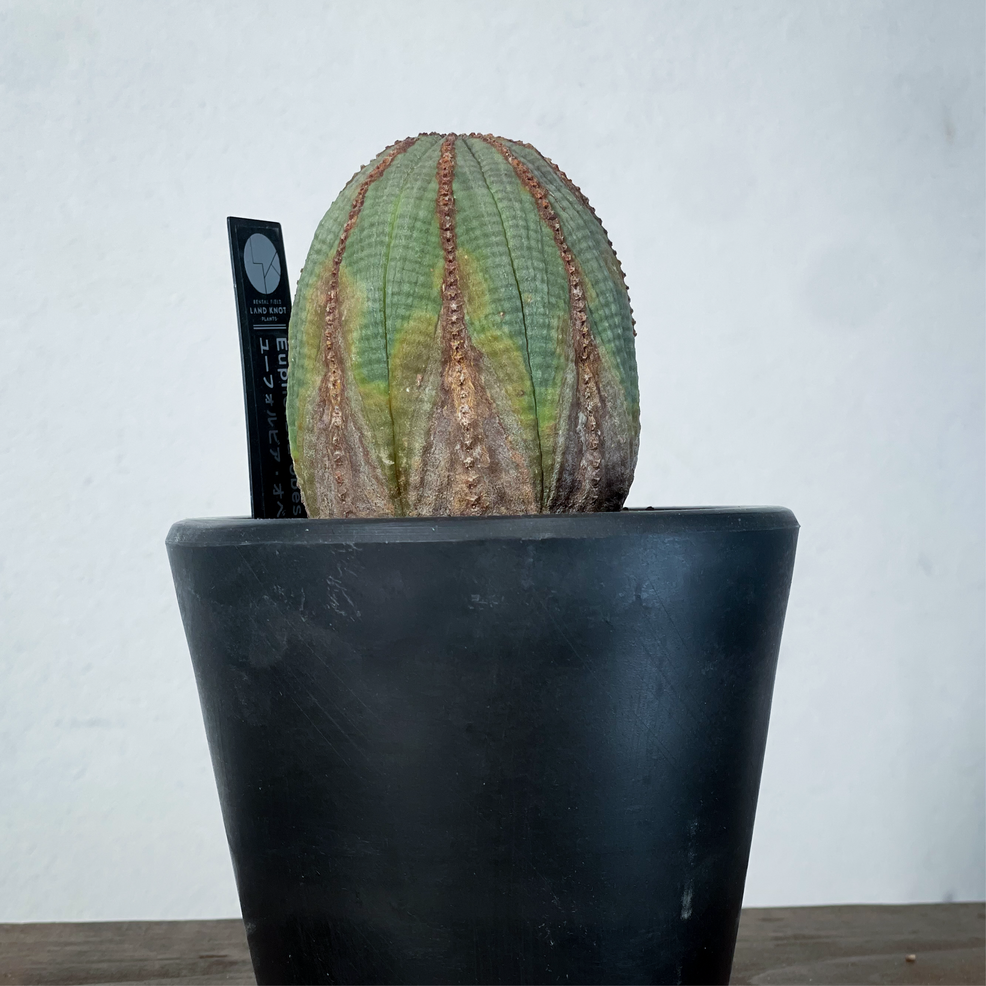 2024年7月入荷>ユーフォルビア オベサ | Euphorbia obesa 2024年7月入荷>ユーフォルビア オベサ | Euphorbia obesa