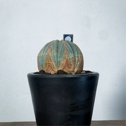 <2024年7月入荷>ユーフォルビア オベサ | Euphorbia obesa | OB05