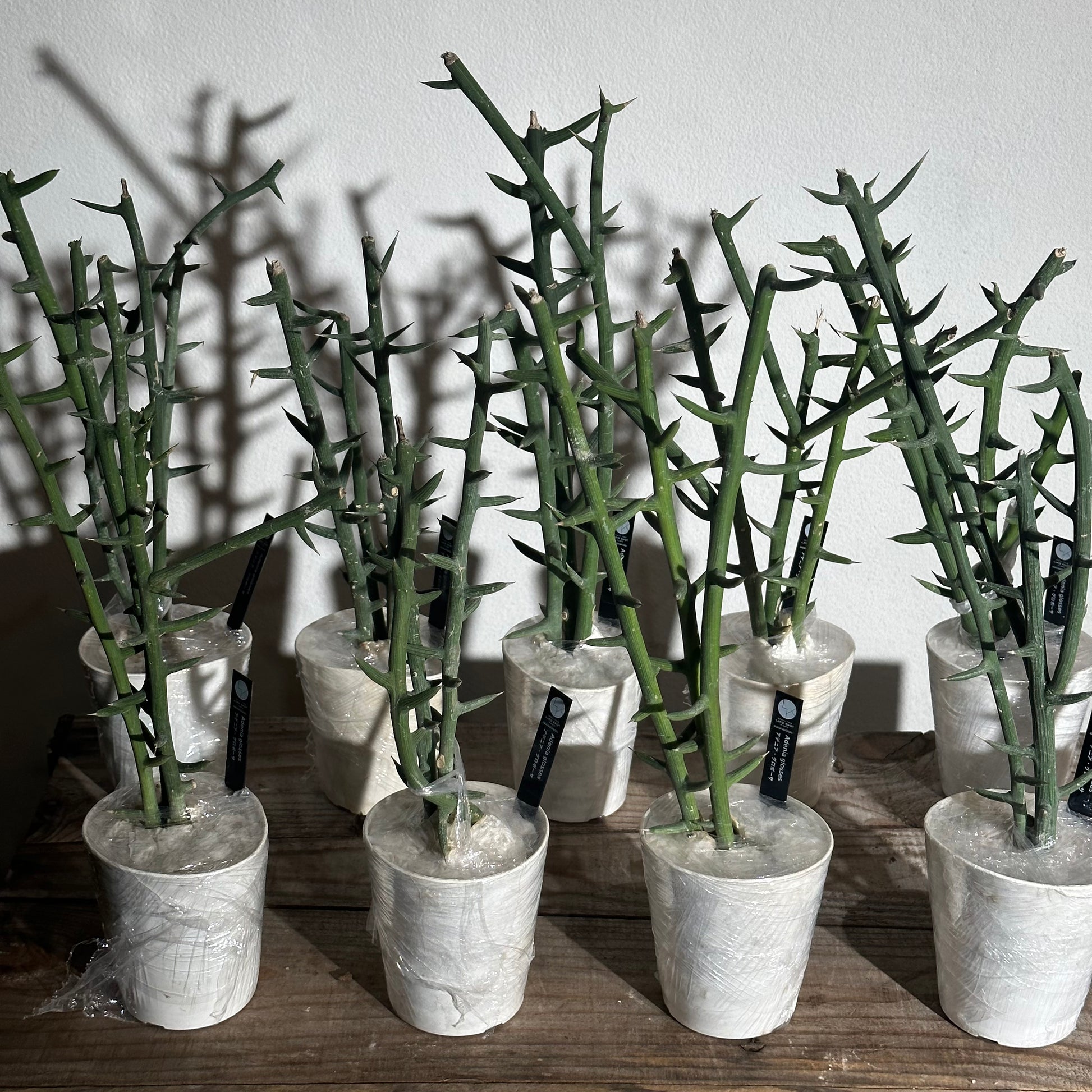 10ポット/約30本セット】アデニア グロボーサ 枝挿し – LAND KNOT PLANTS 10ポット/約30本セット】アデニア グロボーサ 枝挿し – LAND KNOT PLANTS