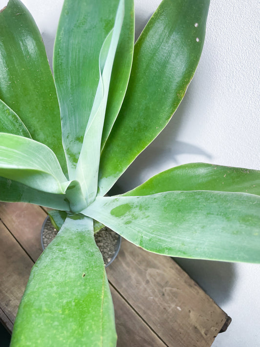 【2024年11月更新】アガベ アテナータ/Agaveattenuata| AG-AT-01