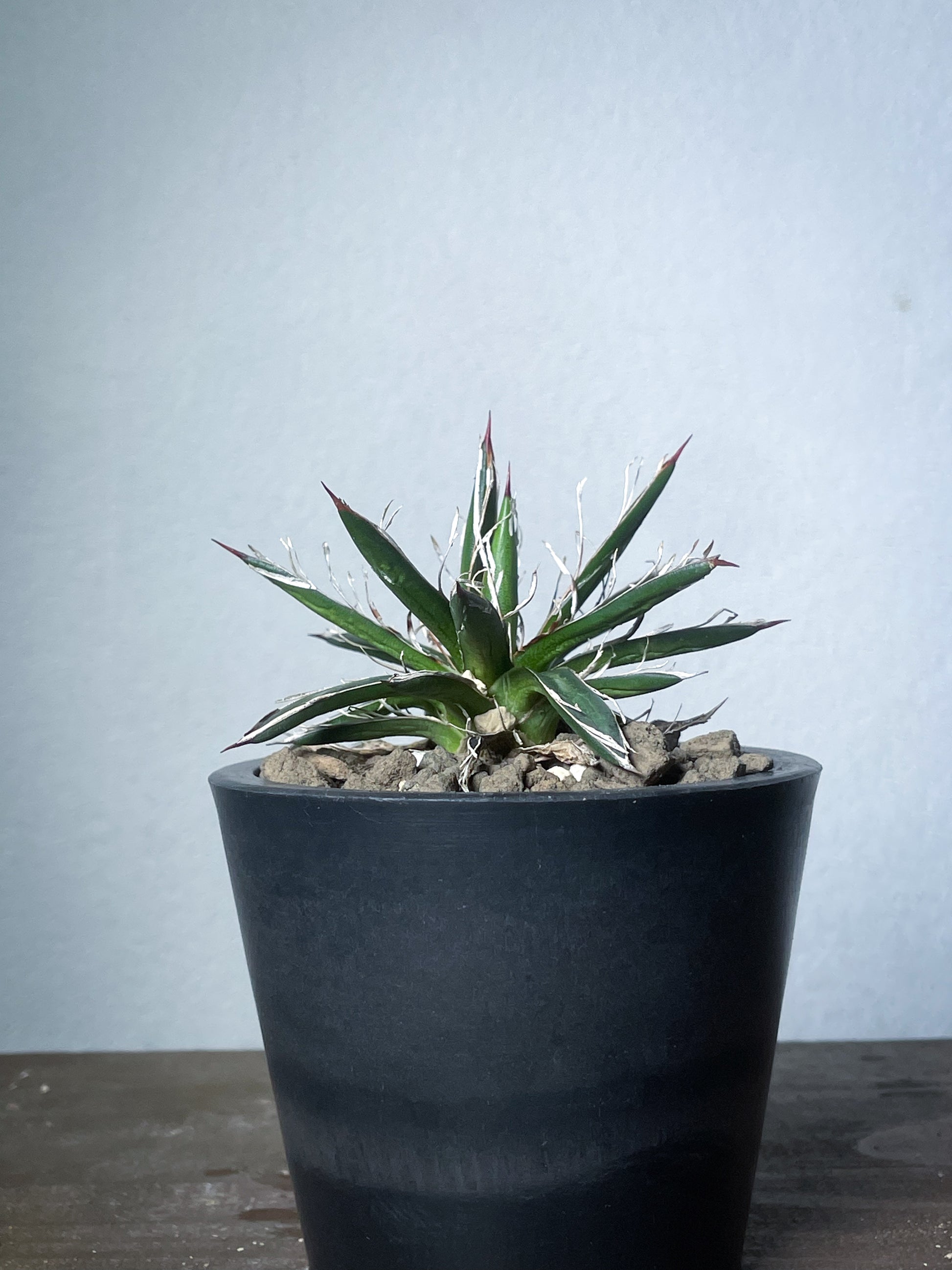 アガベ フィリフェラシジゲラ / Agave filifera ssp. schidigera – LAND KNOT PLANTS