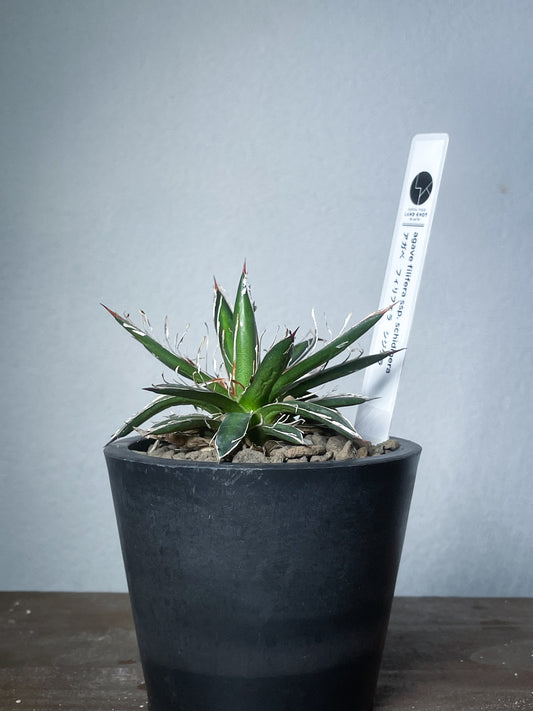 アガベ フィリフェラシジゲラ / Agave filifera ssp. schidigera