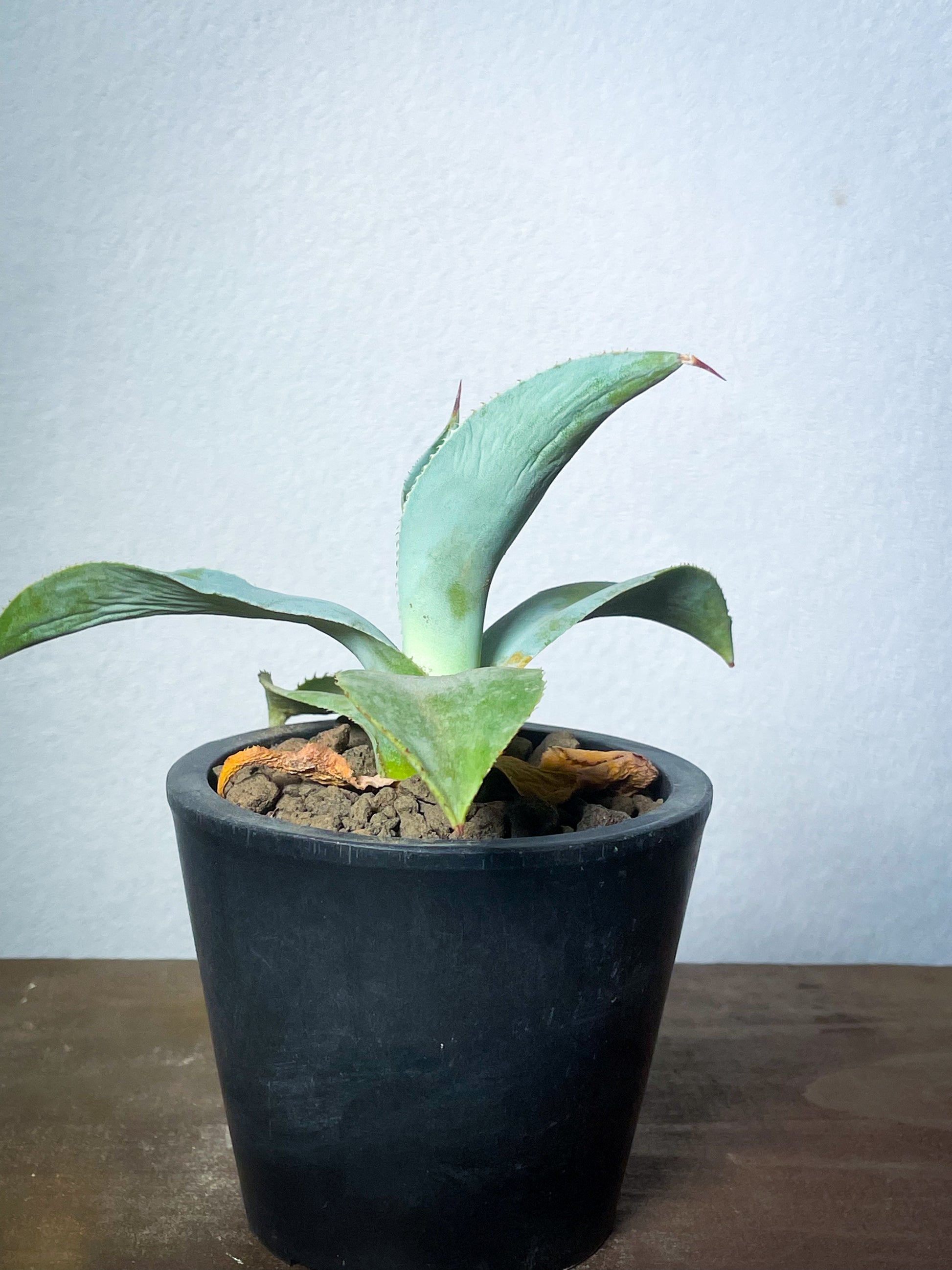 アガベ ピグマエア ドラゴントゥース/Agave pygmaea Dragontoes – LAND KNOT PLANTS