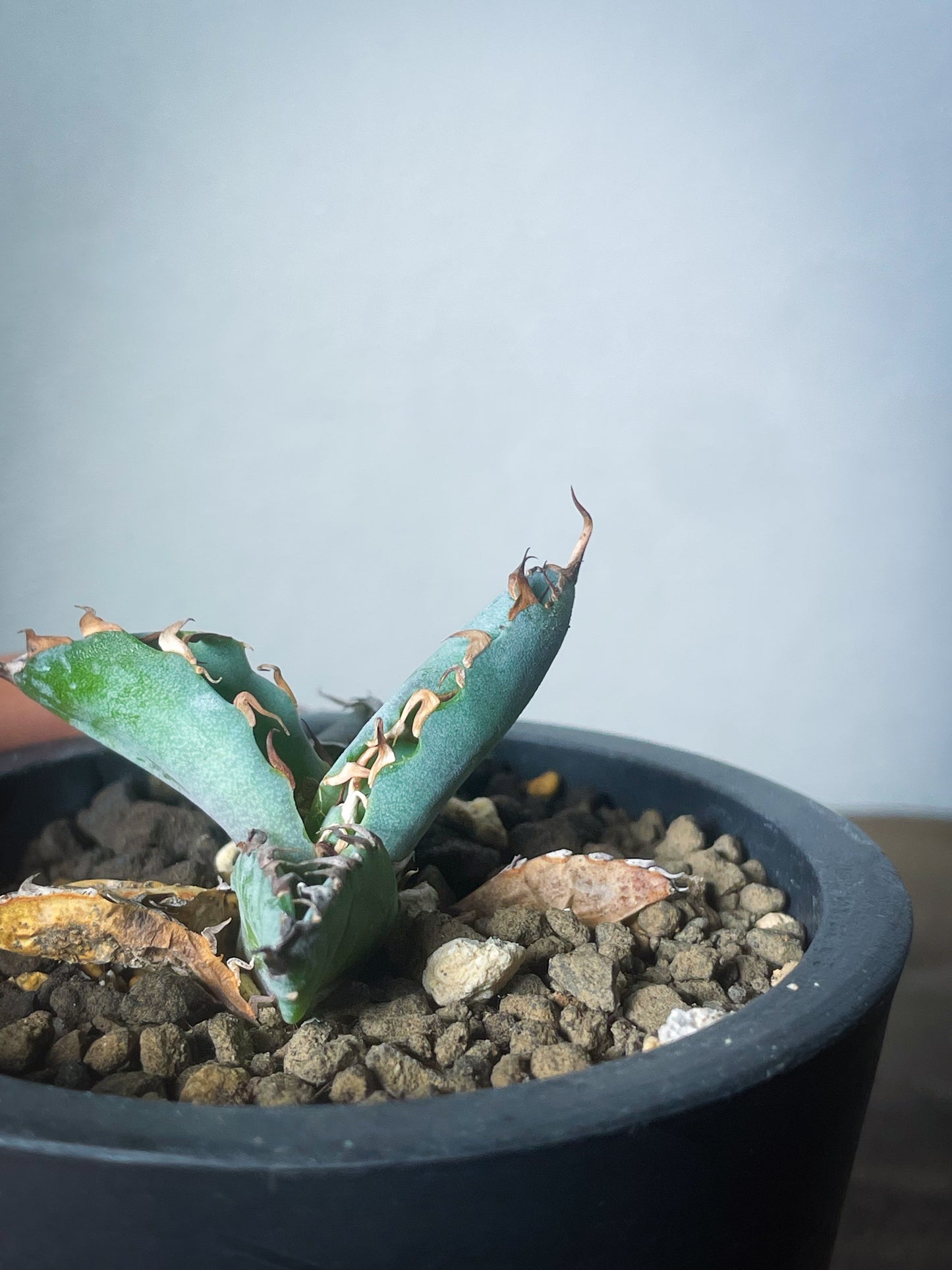 アガベ チタノタブルー /Agave titanota 'Blue' – LAND KNOT PLANTS