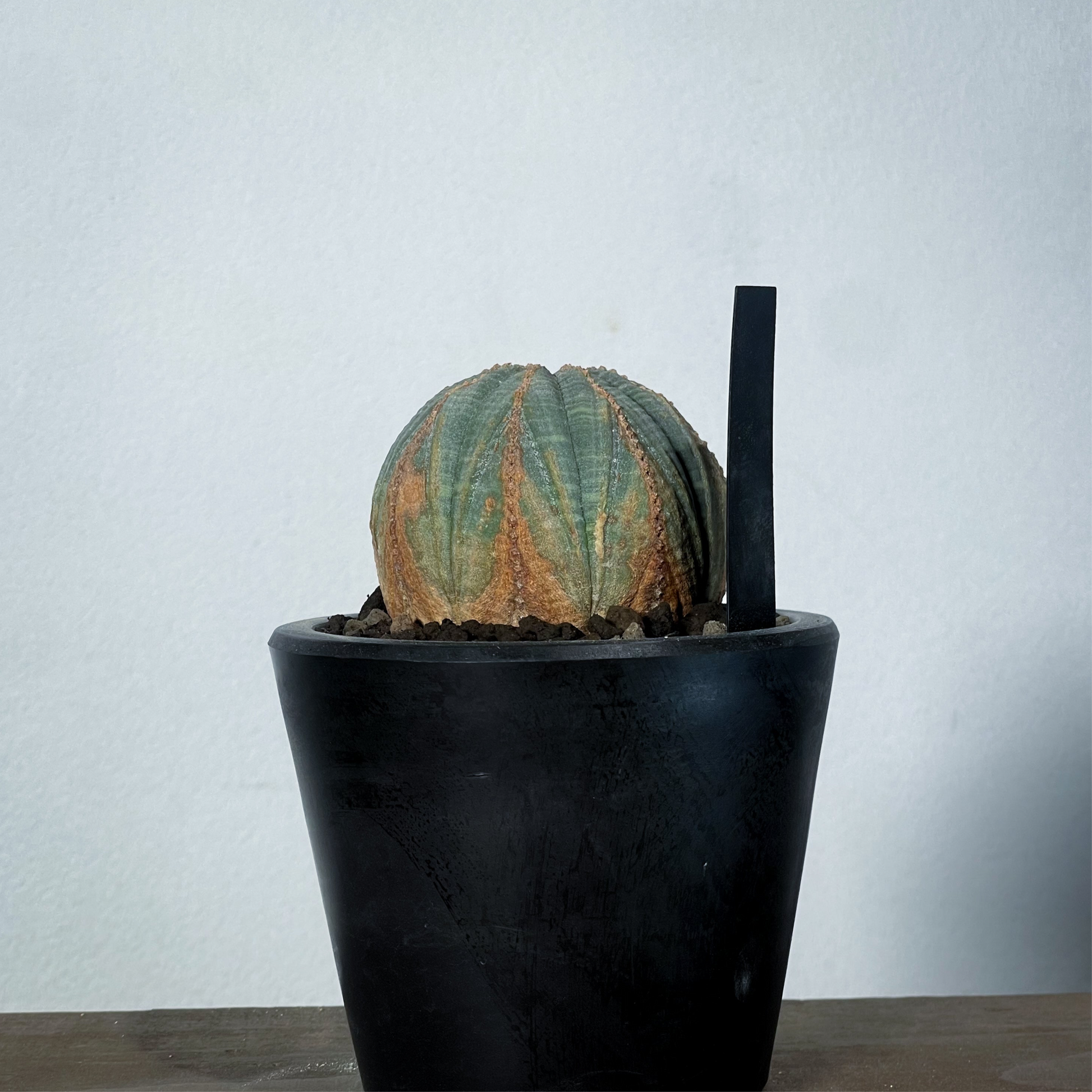 けい 巨大 ユーフォルビア オベサ Euphorbia obesa 選抜 2024年7月入荷>ユーフォルビア オベサ | Euphorbia obesa